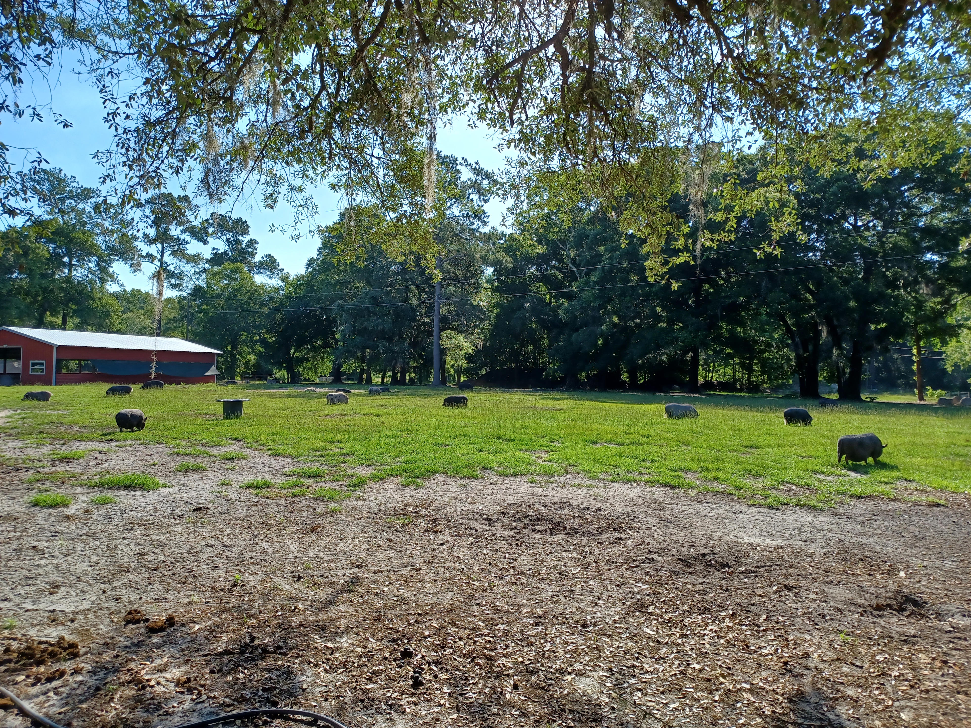 THE Farmstay for Animal Lovers!