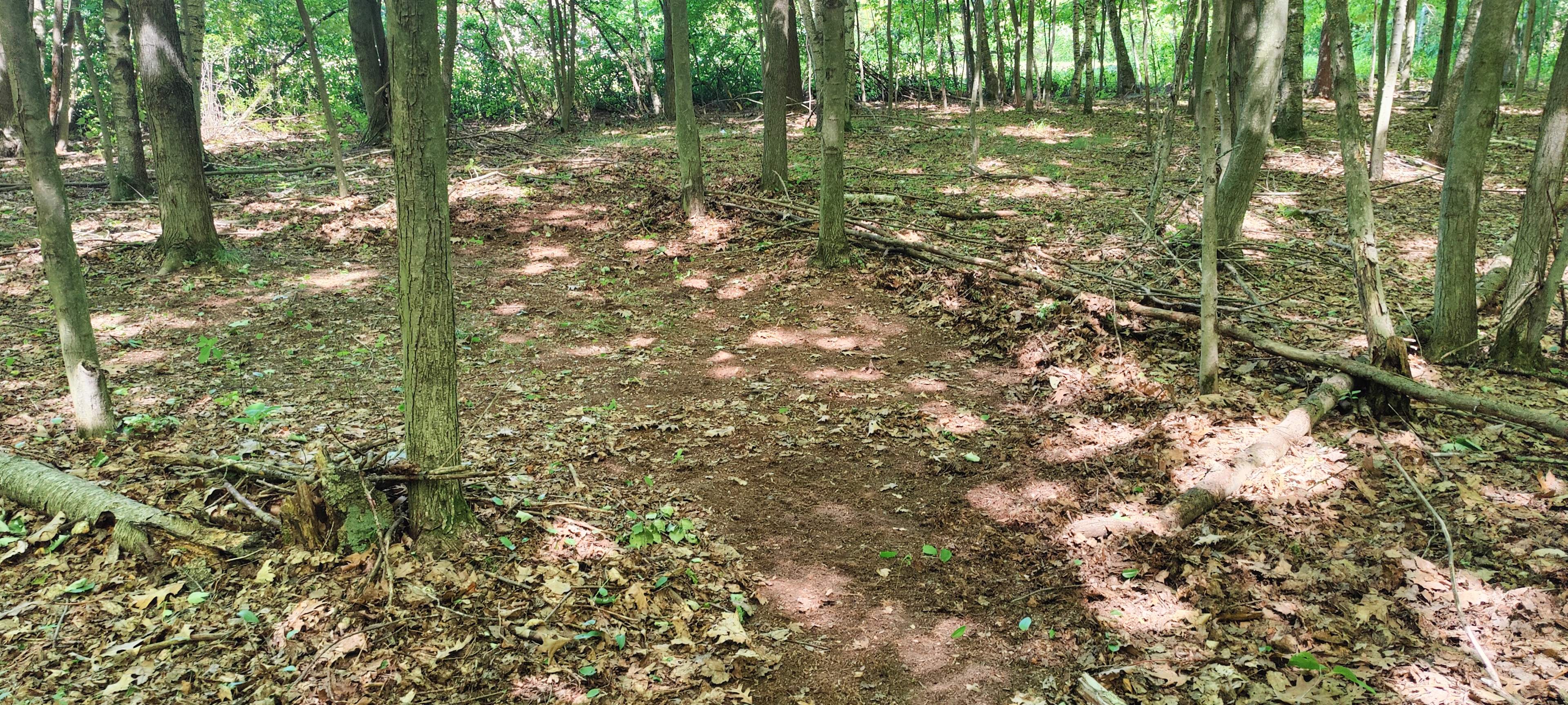 Fröhlich Woods