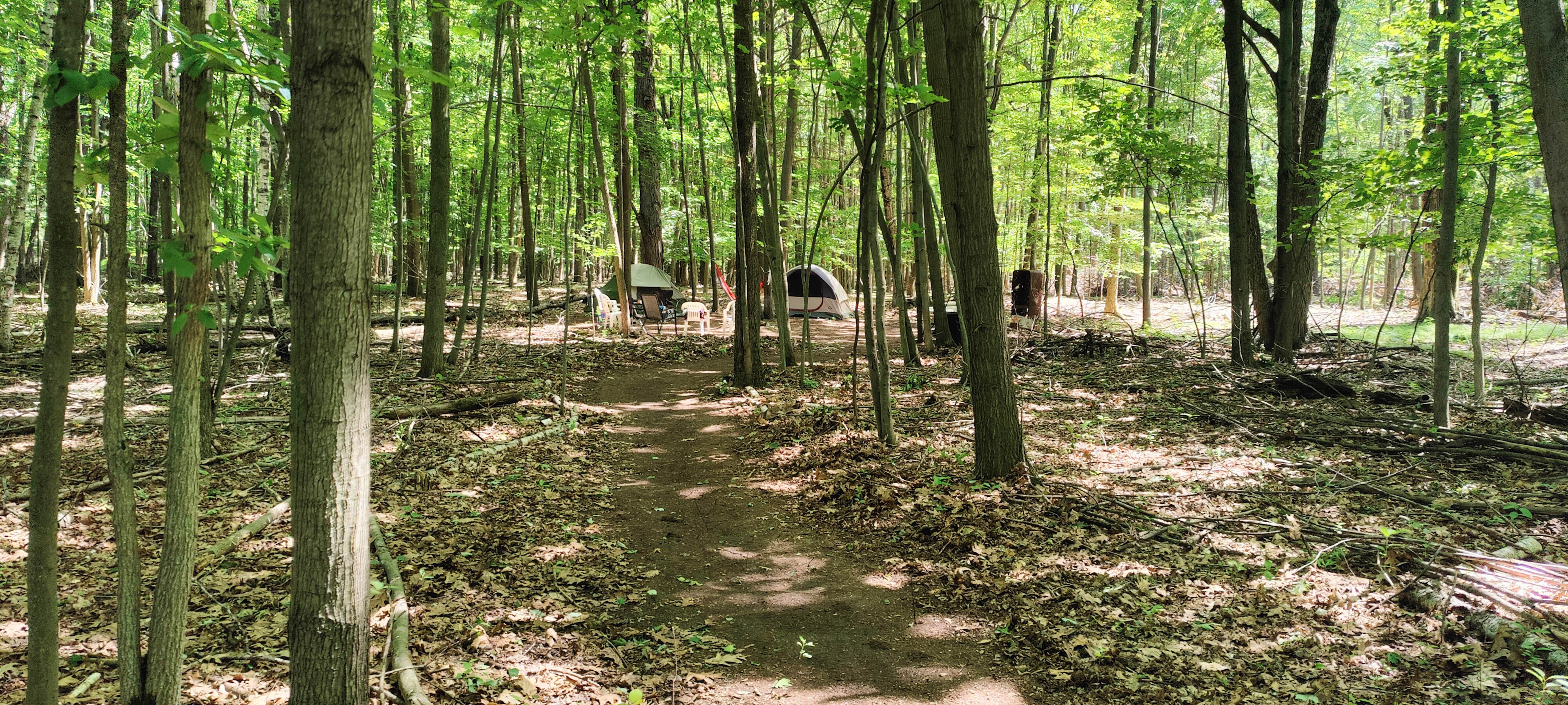 Fröhlich Woods