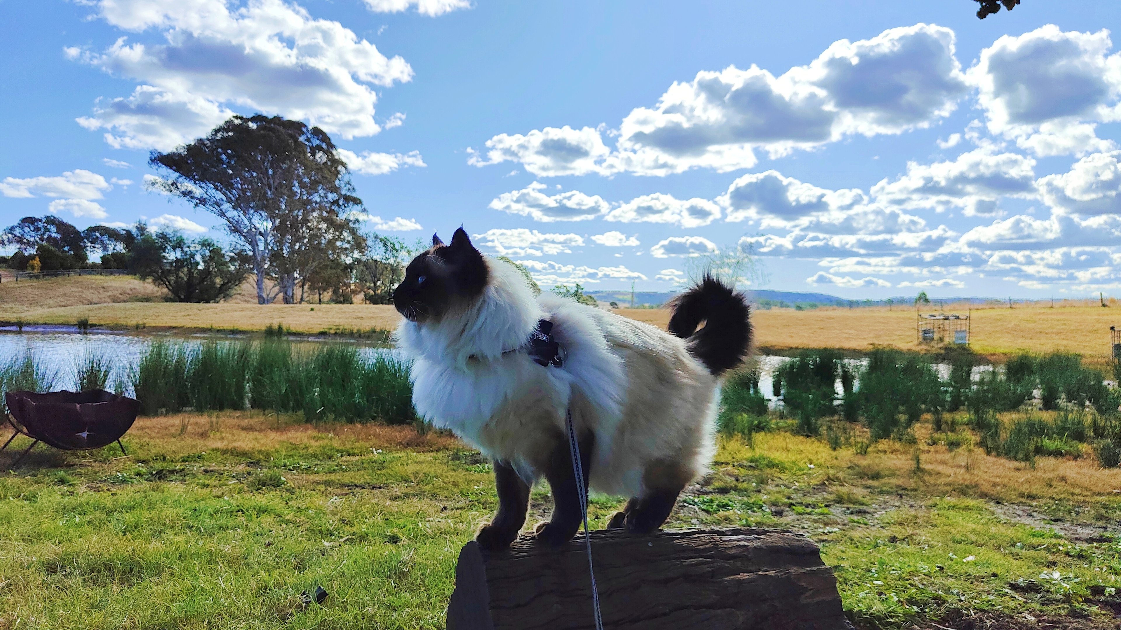 Teddy enjoying the view!