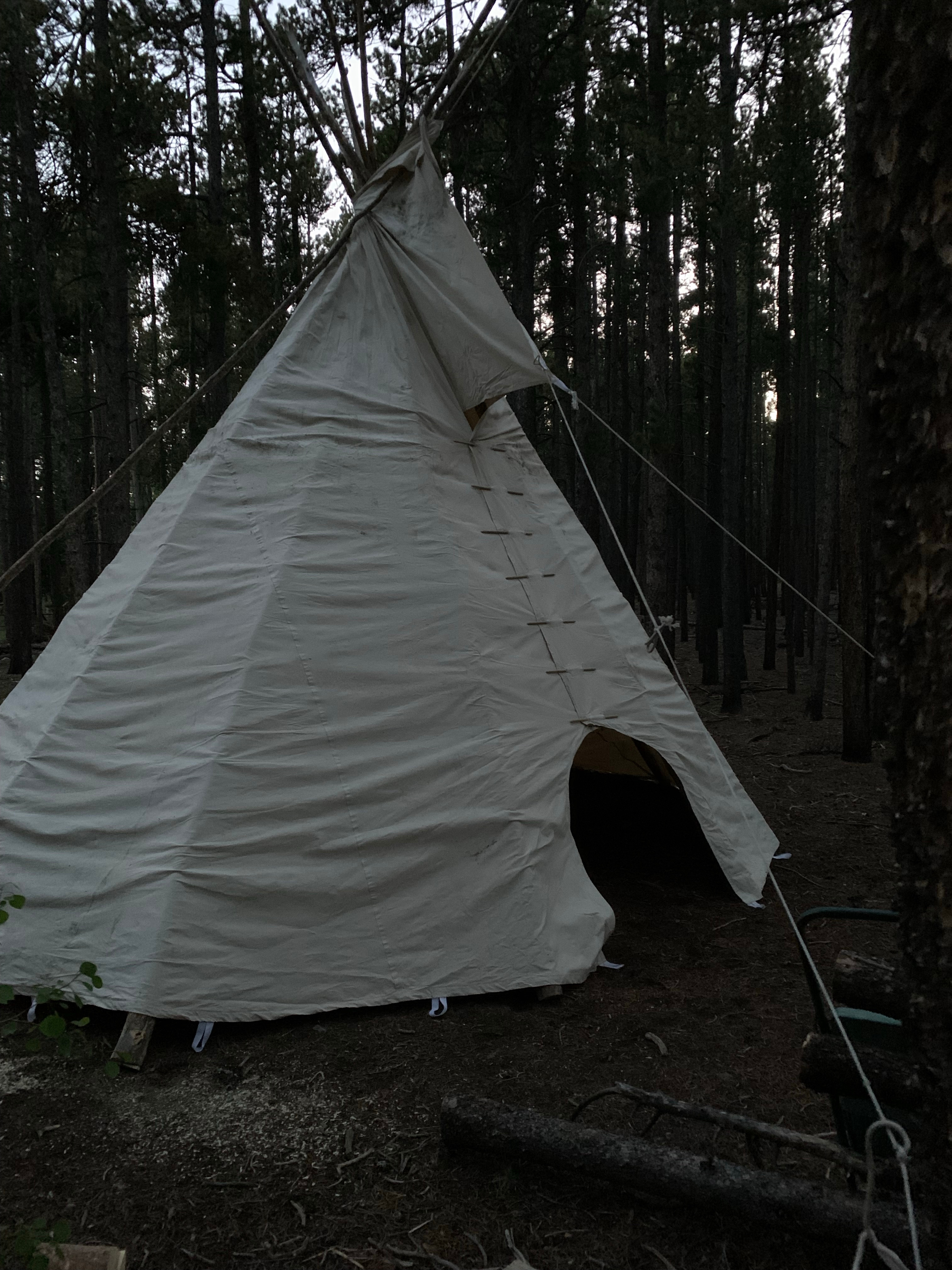 Lodge pole forest