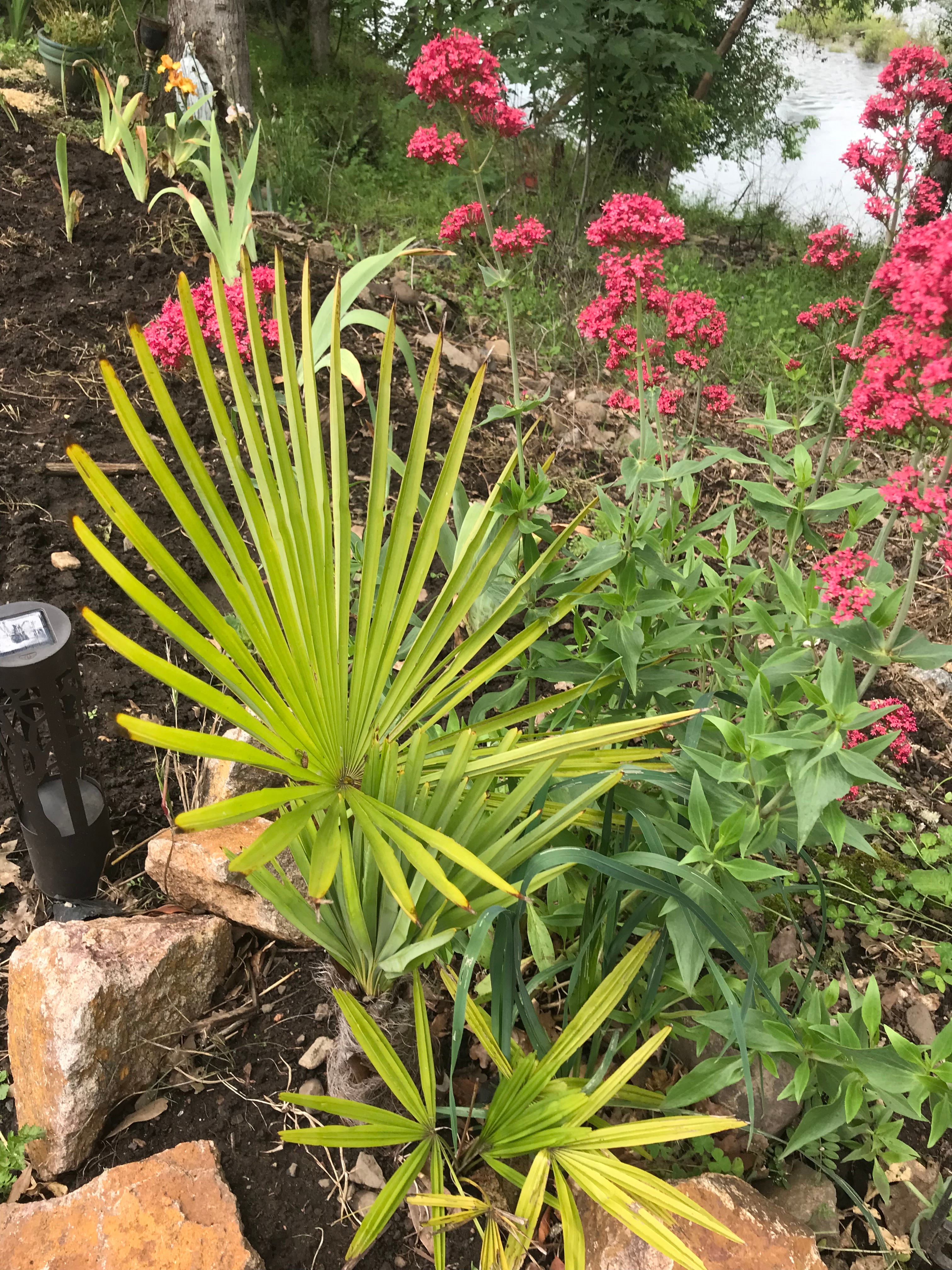 Palm tree and keys to heaven