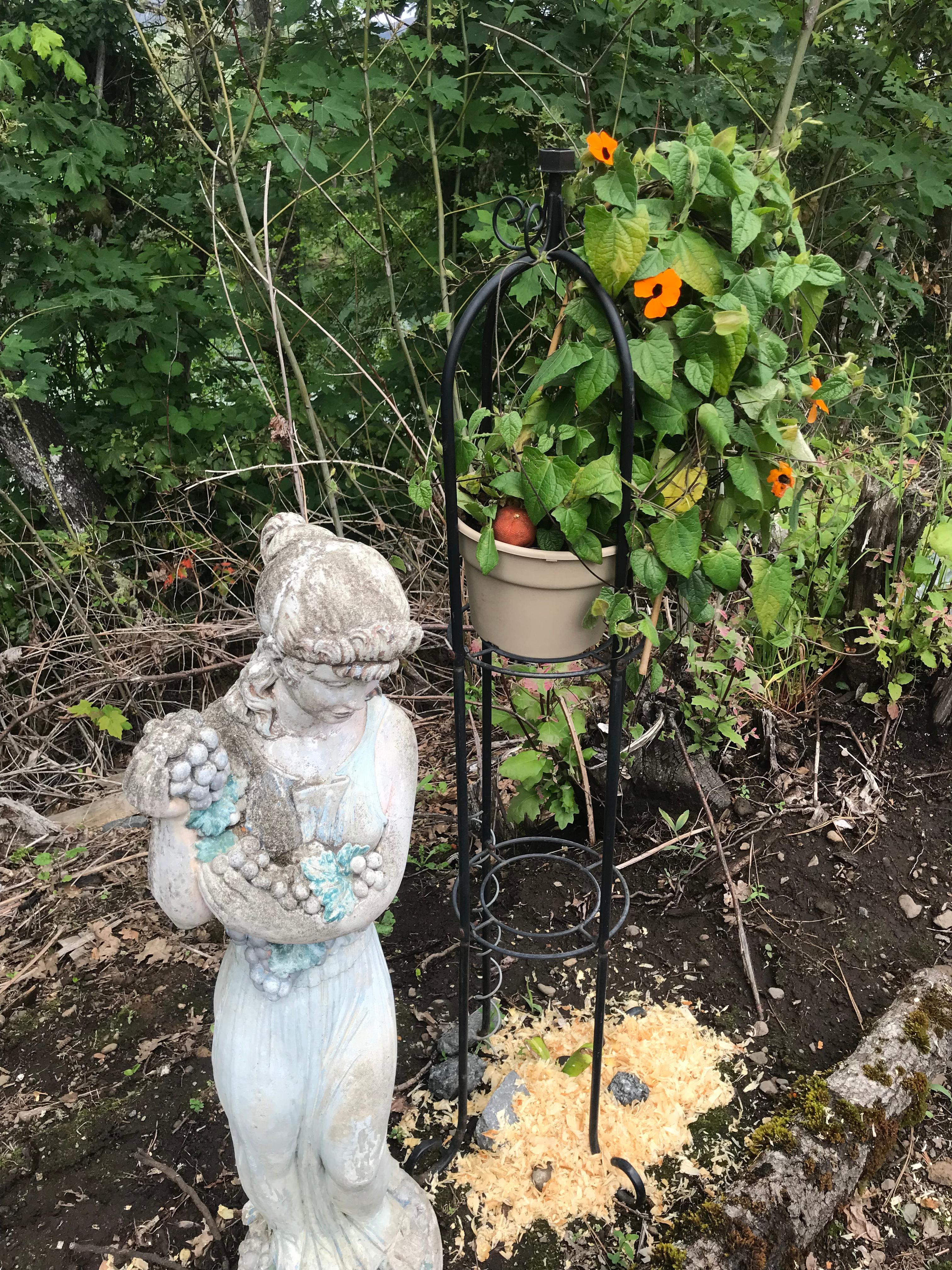 Black eye Susan’s 