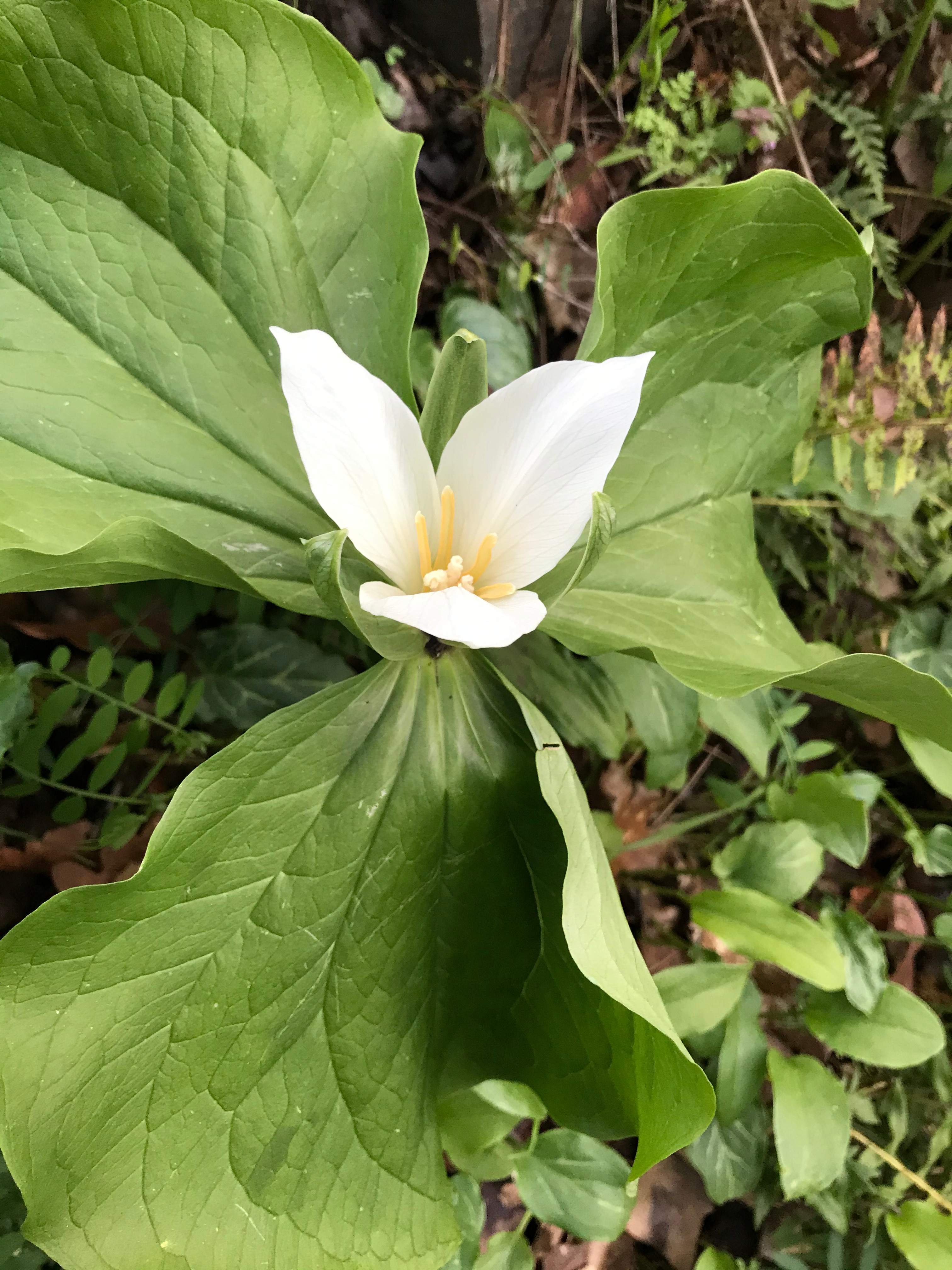 Trilliums 