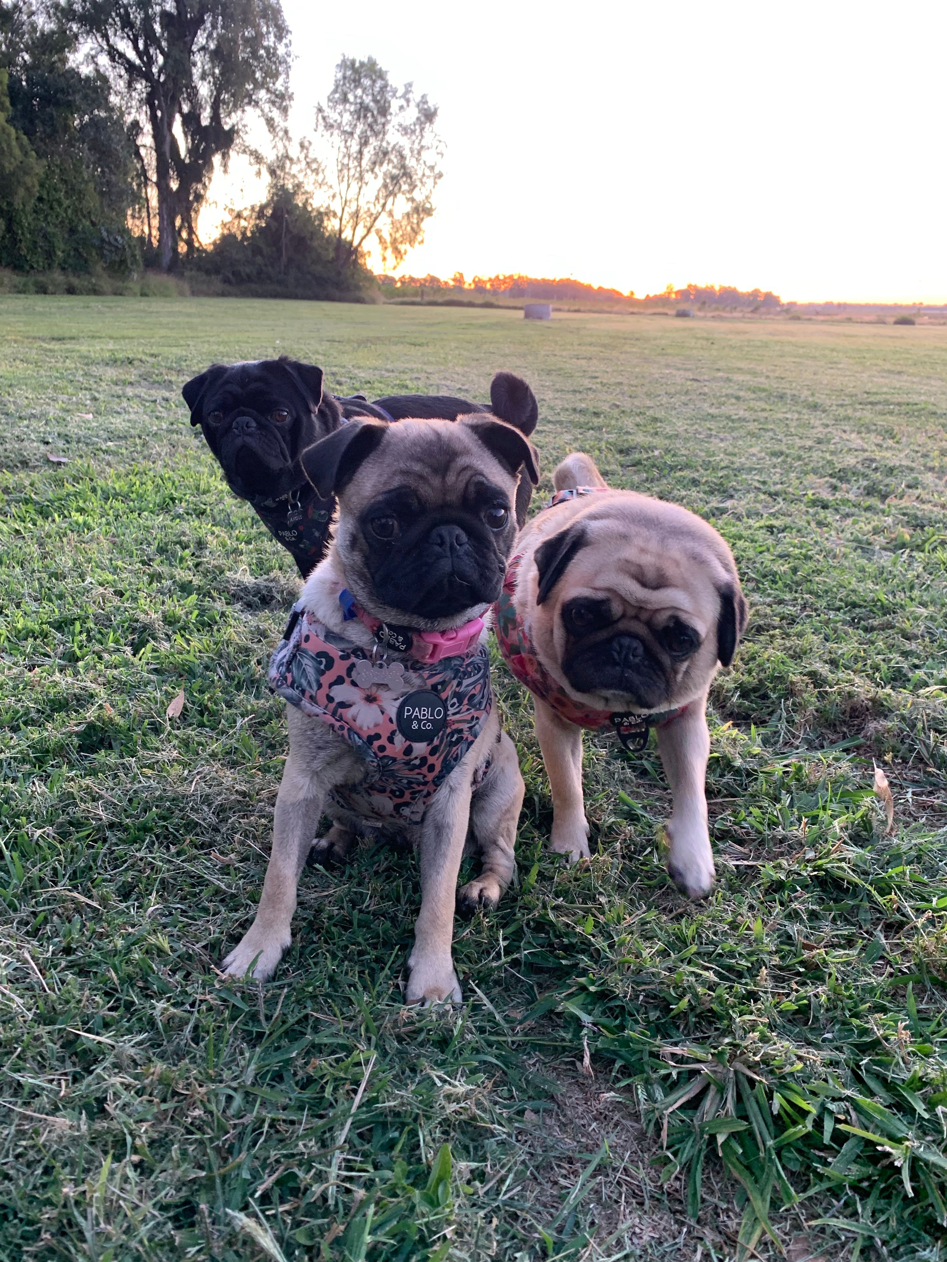 Winterfest Campground