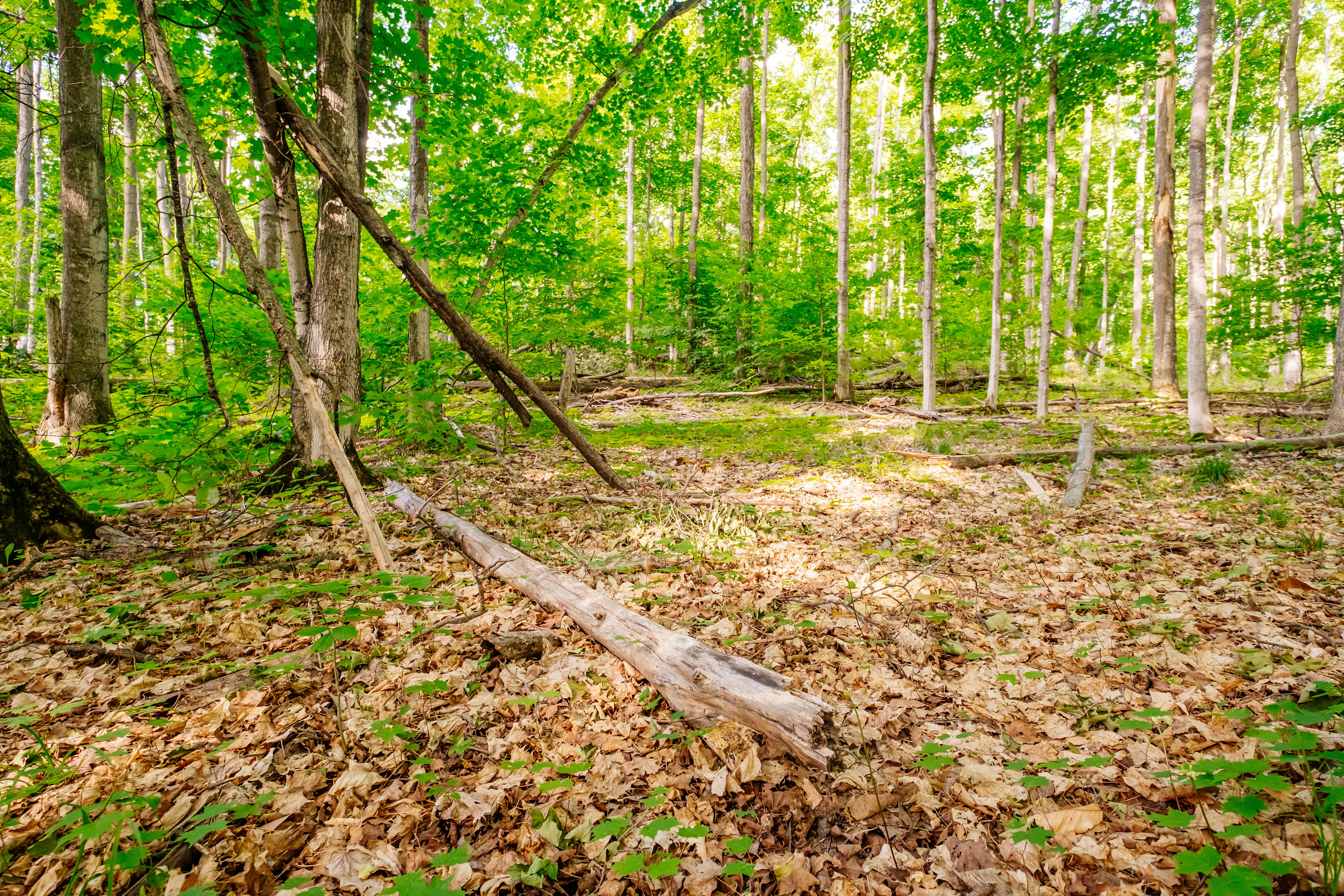 Plenty of fallen wood for fires