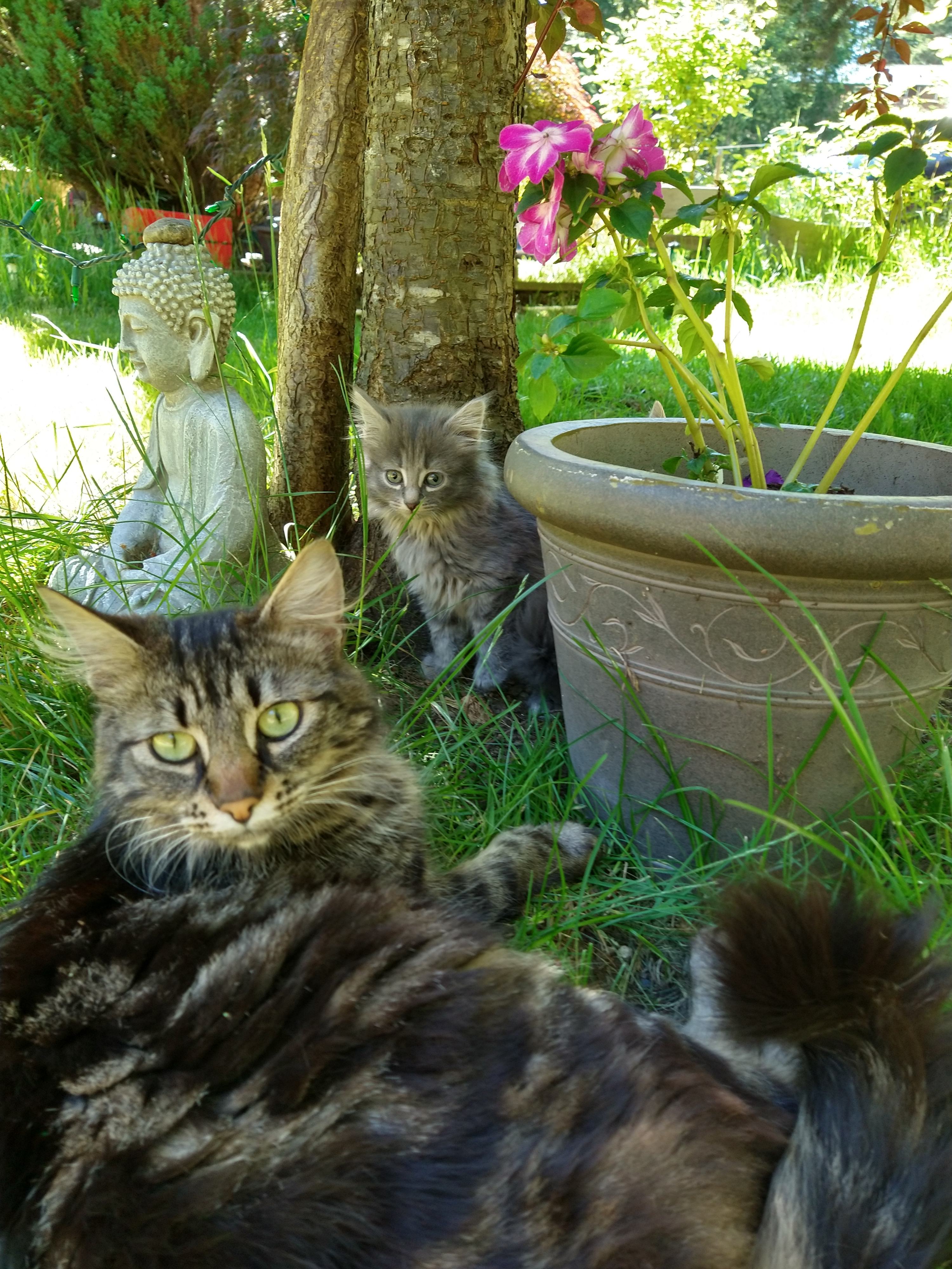 Some of our kitty's😊