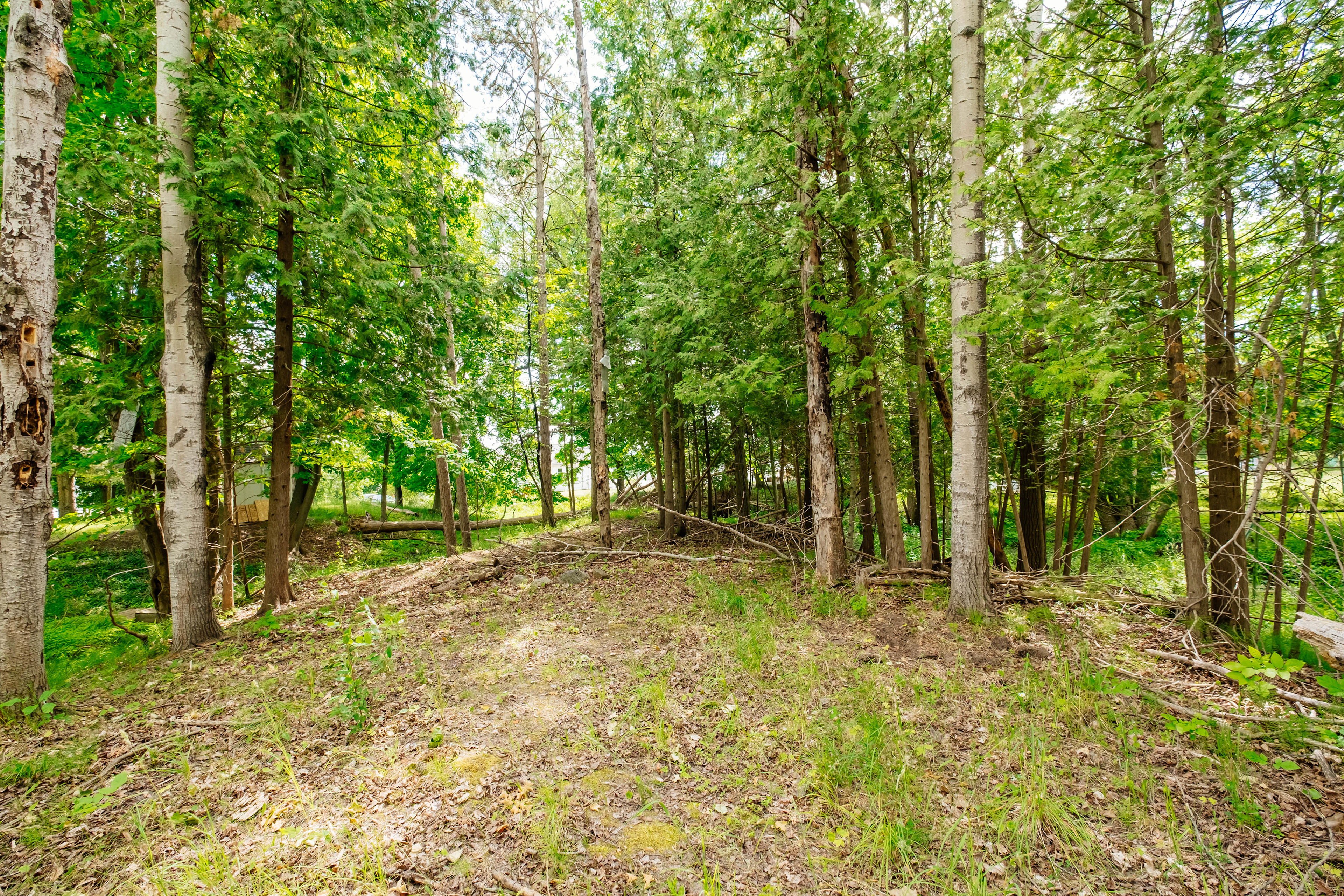 forest to explore
