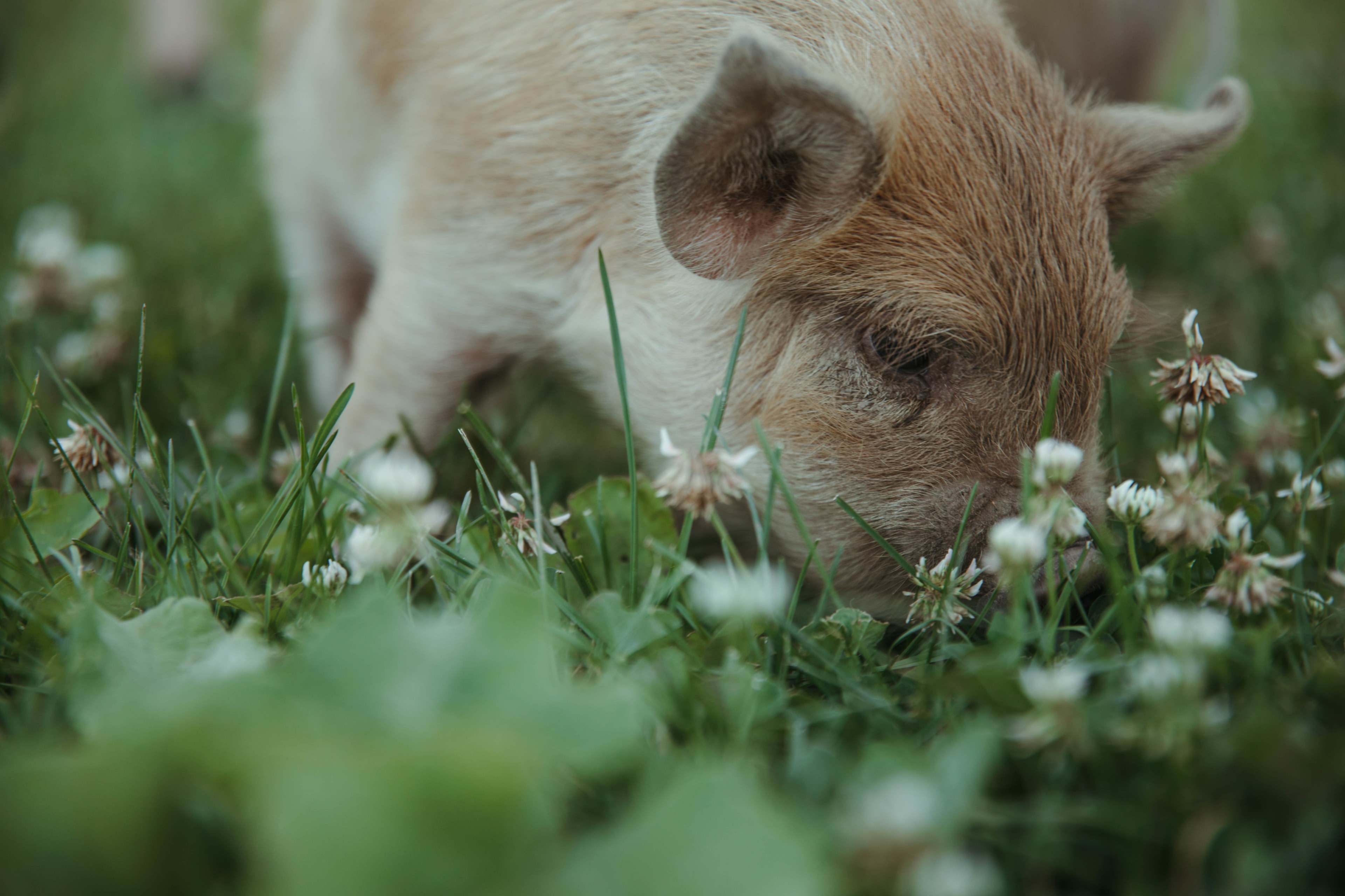 Had to limit the amount of cute pig pictures I posted...but look at this guy, irresistible...