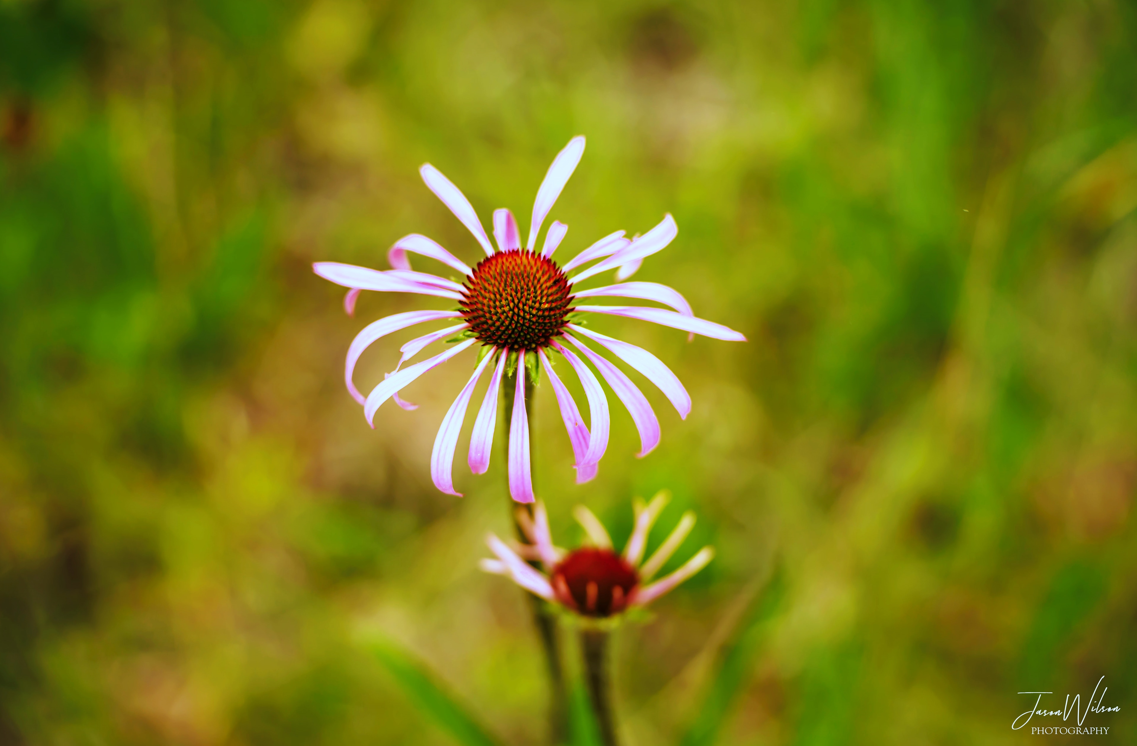 St. Francois State Campground