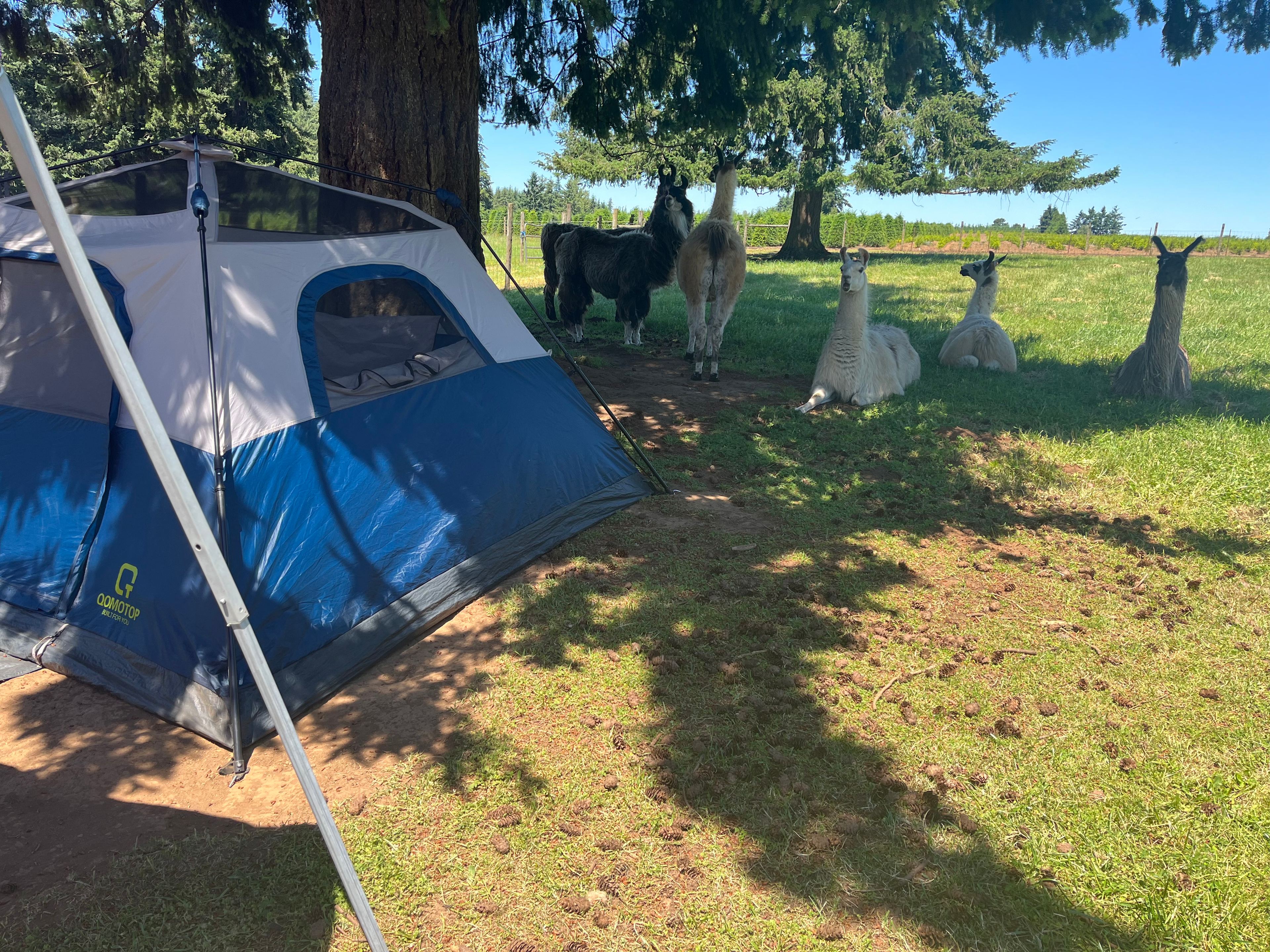 Camping with Llamas at Hidden Oaks!