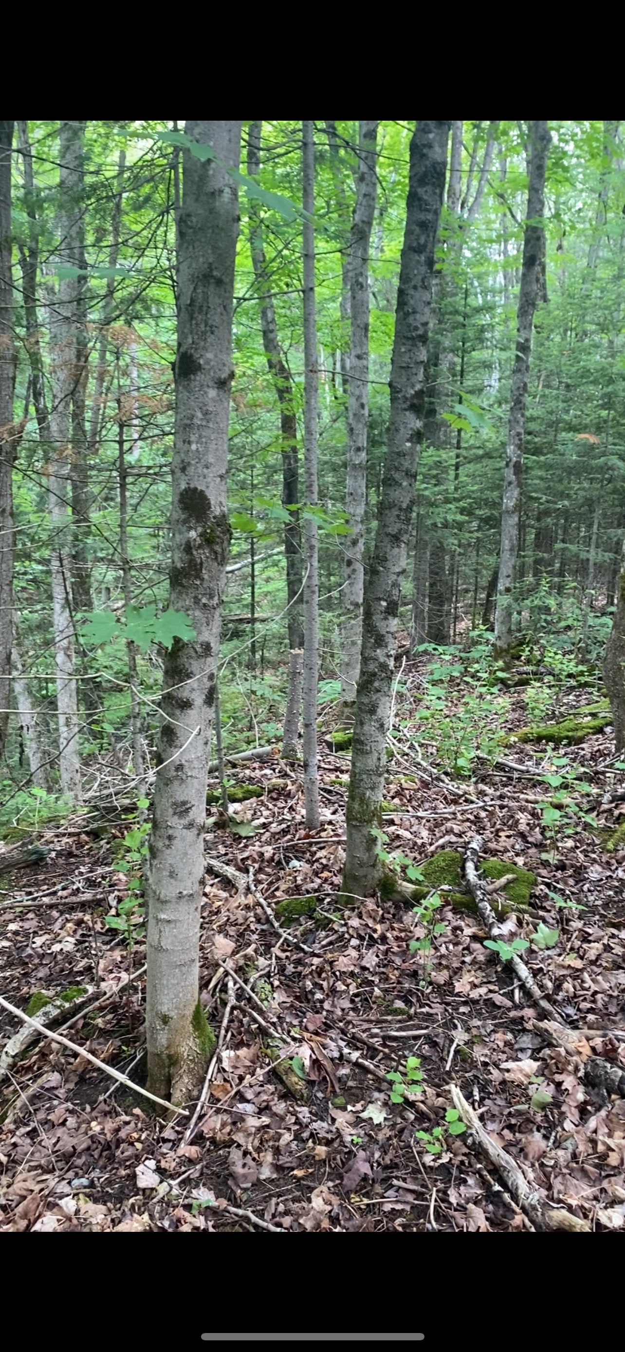 The Hemlock Hideaway
