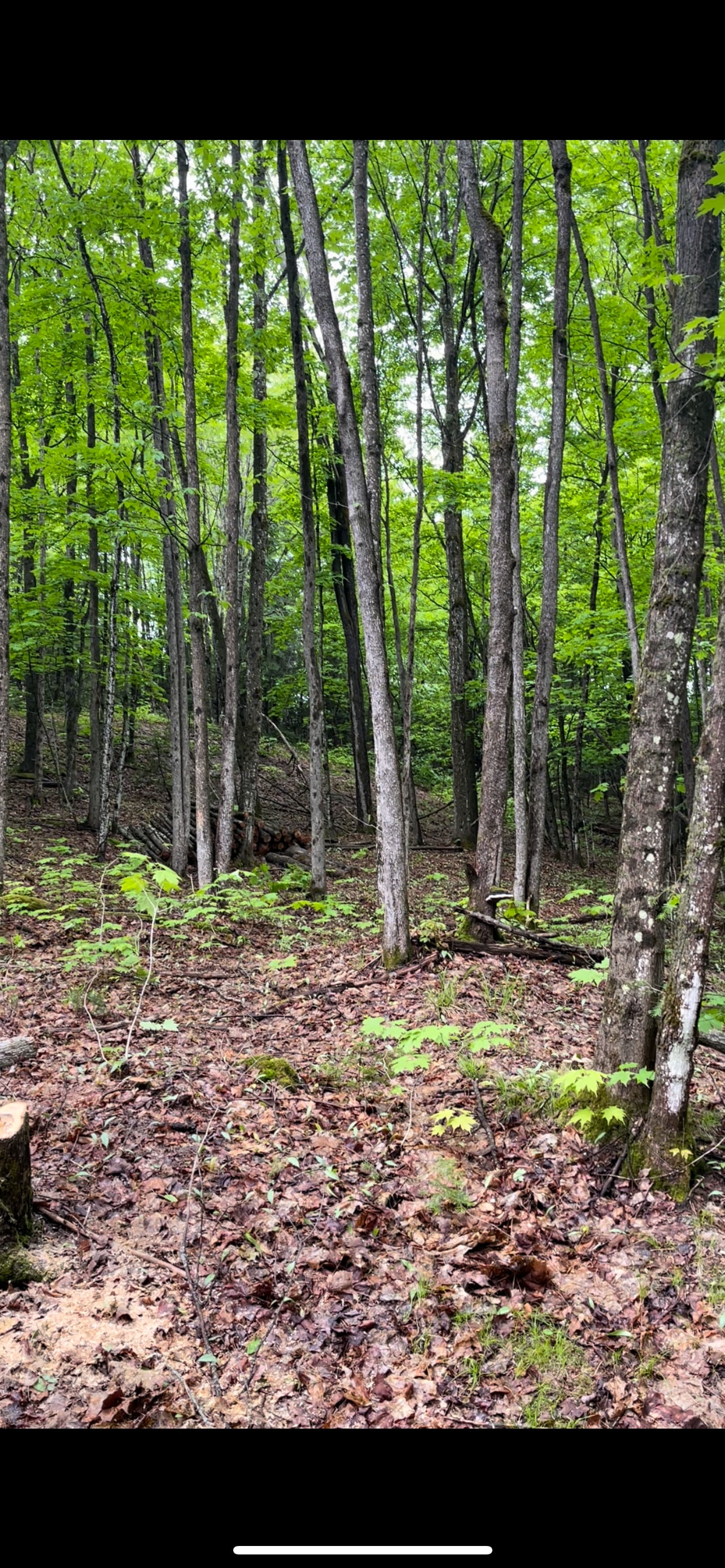 The Hemlock Hideaway