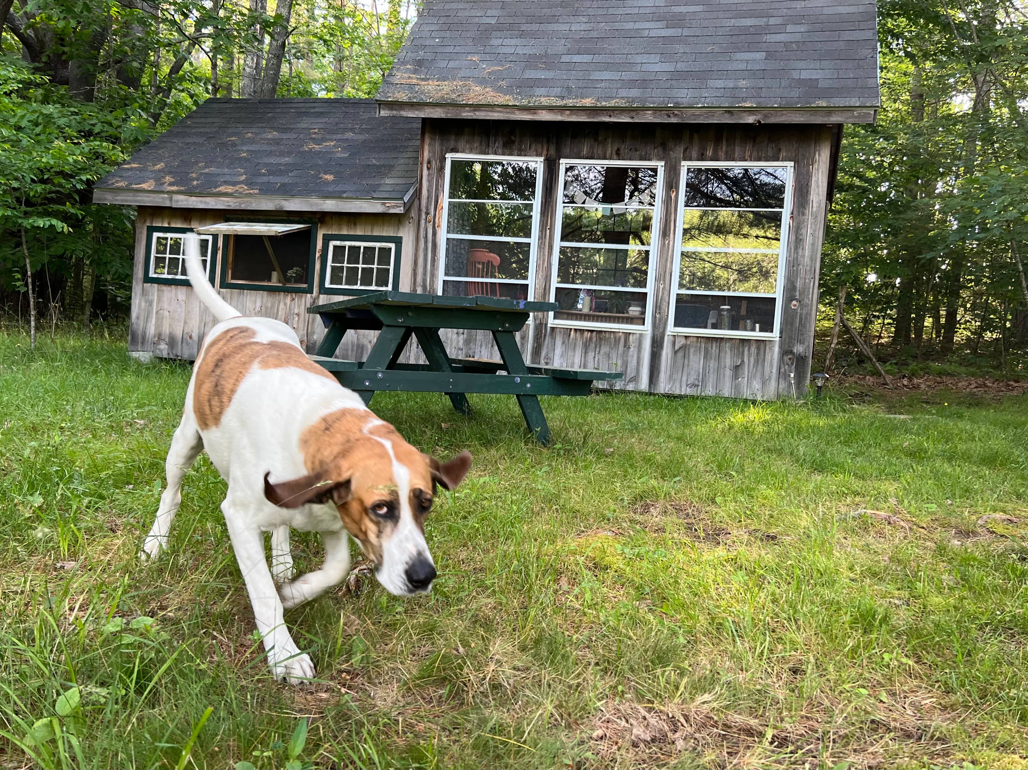 Good boy in front of cabin 