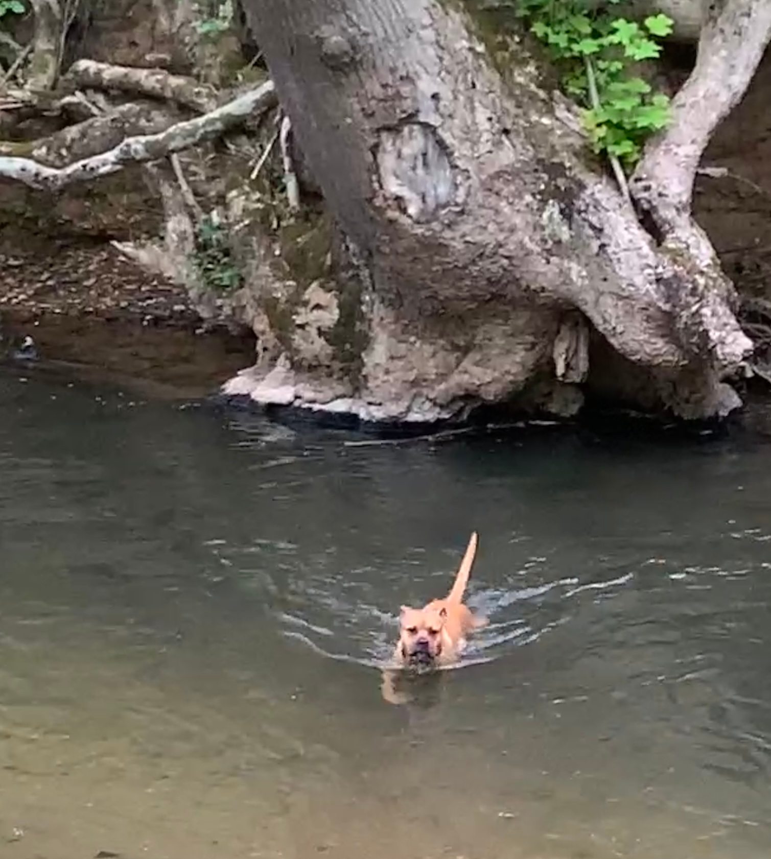 Creek Dog Blu