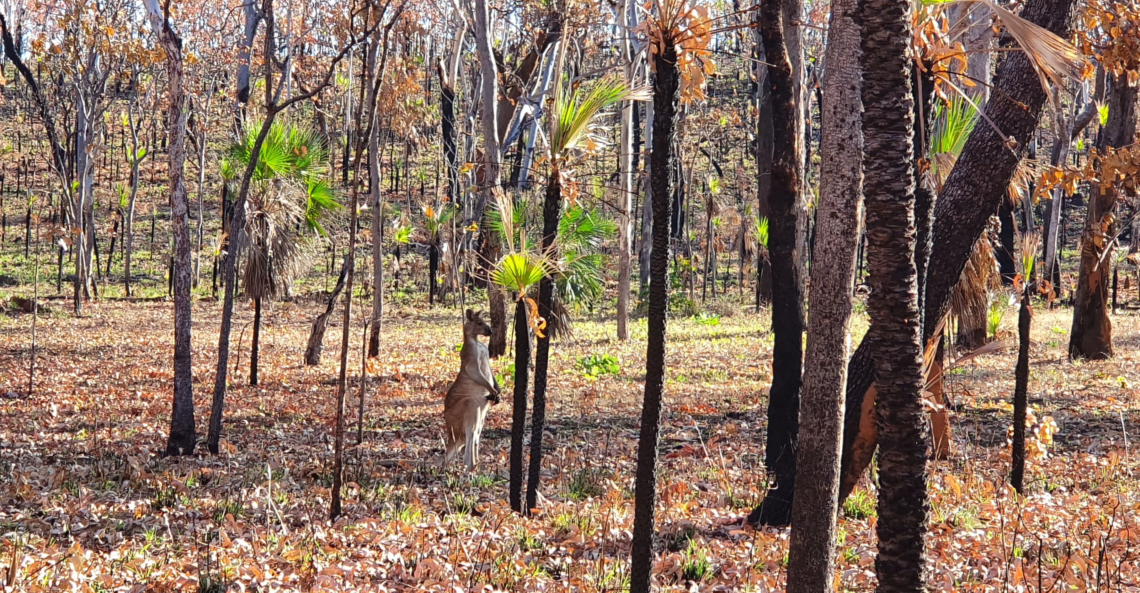 Somewhere Else Bush Camp