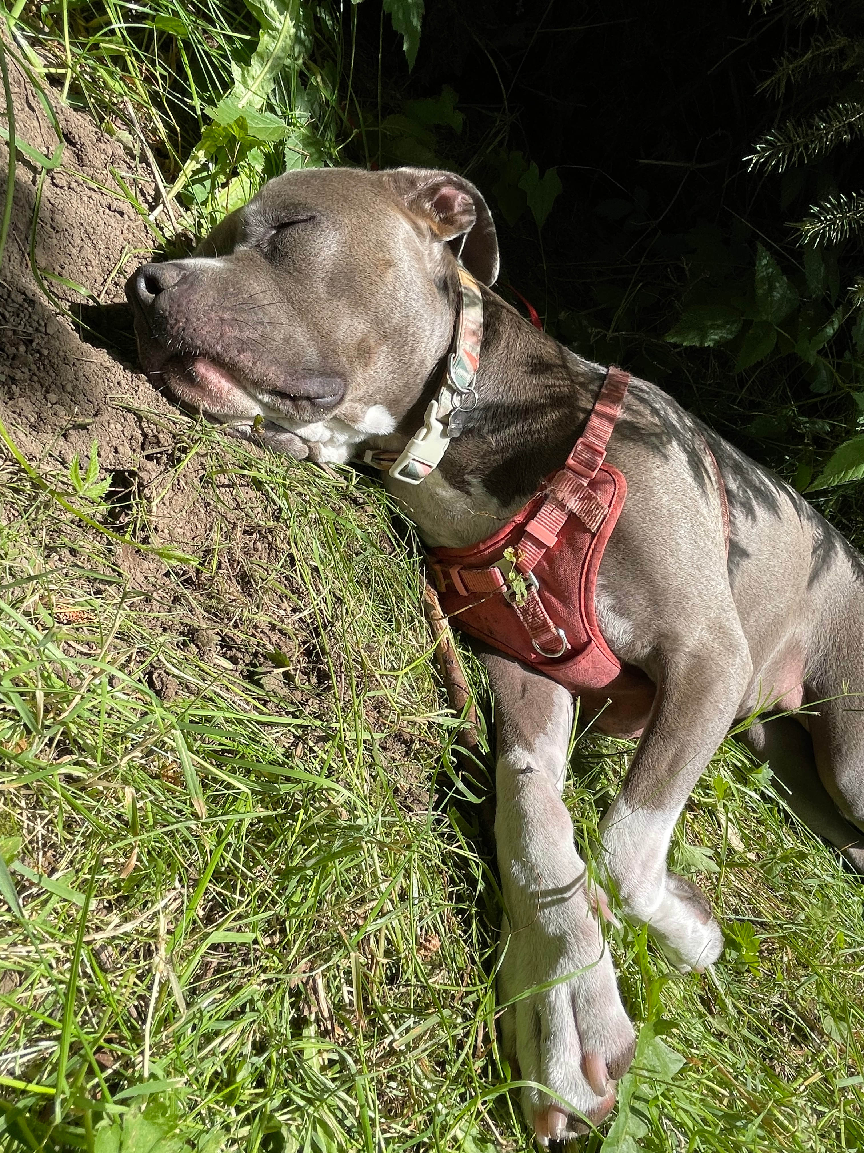 Zigzag Mountain Farm on Mount Hood