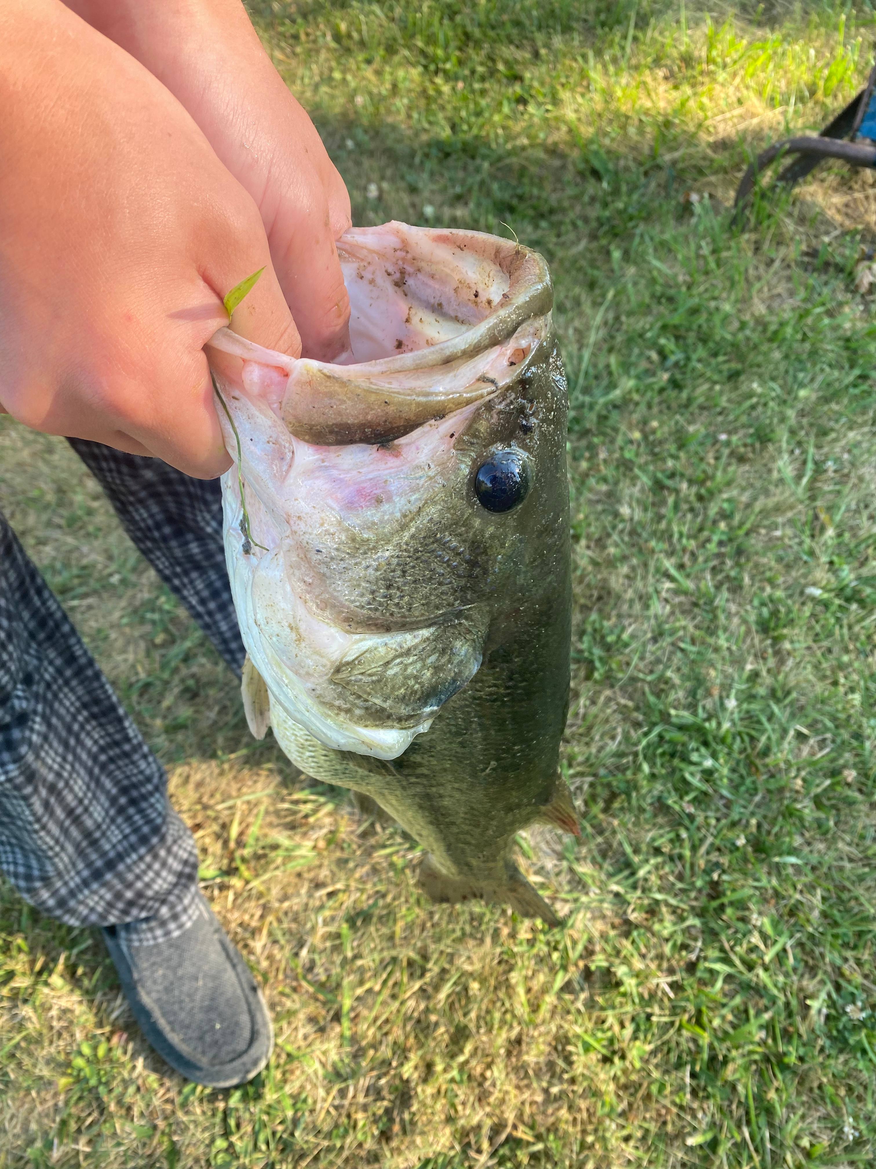 On Cedar Pond