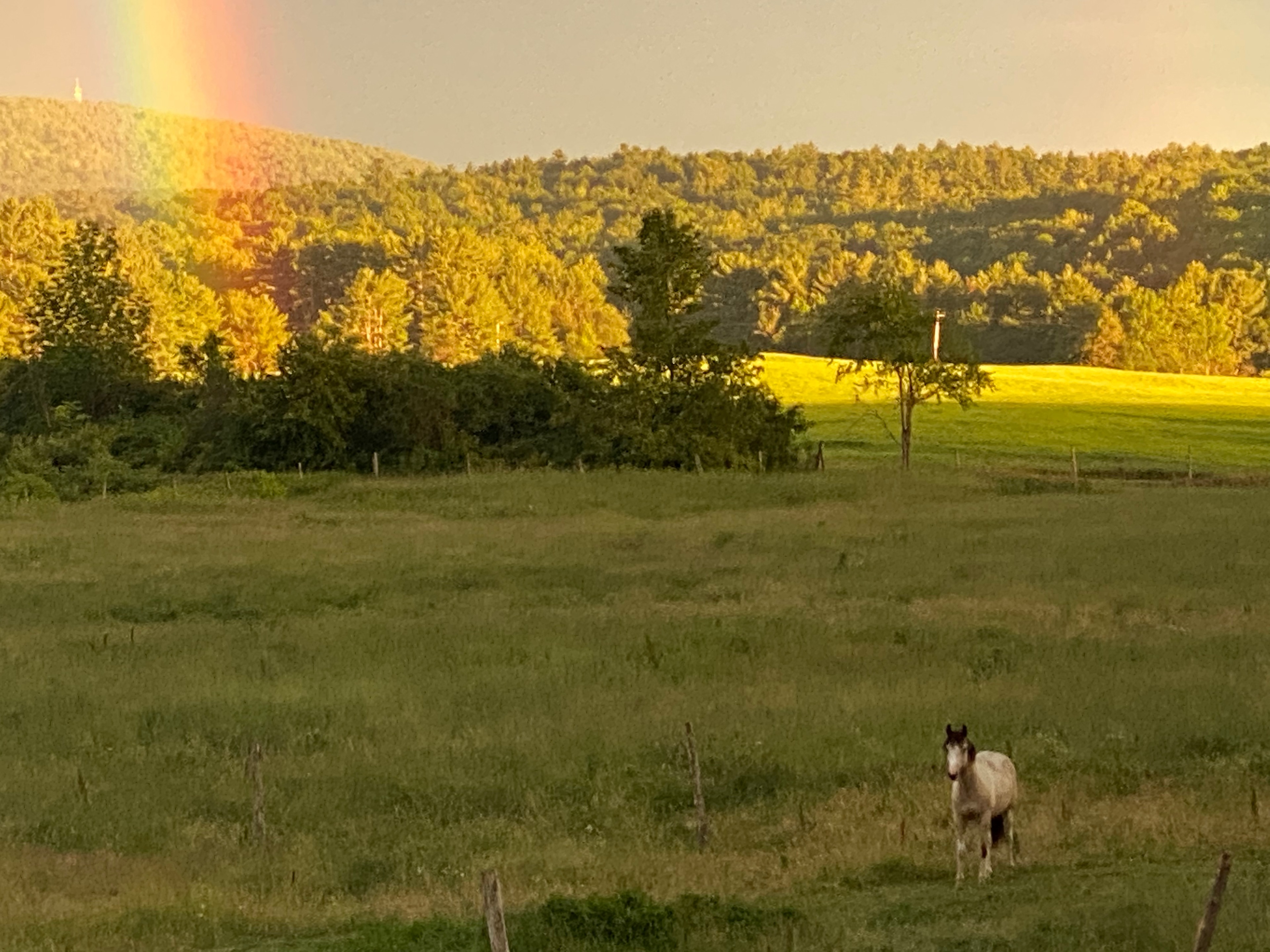 Meet Trapper, our daughter’s young horse.