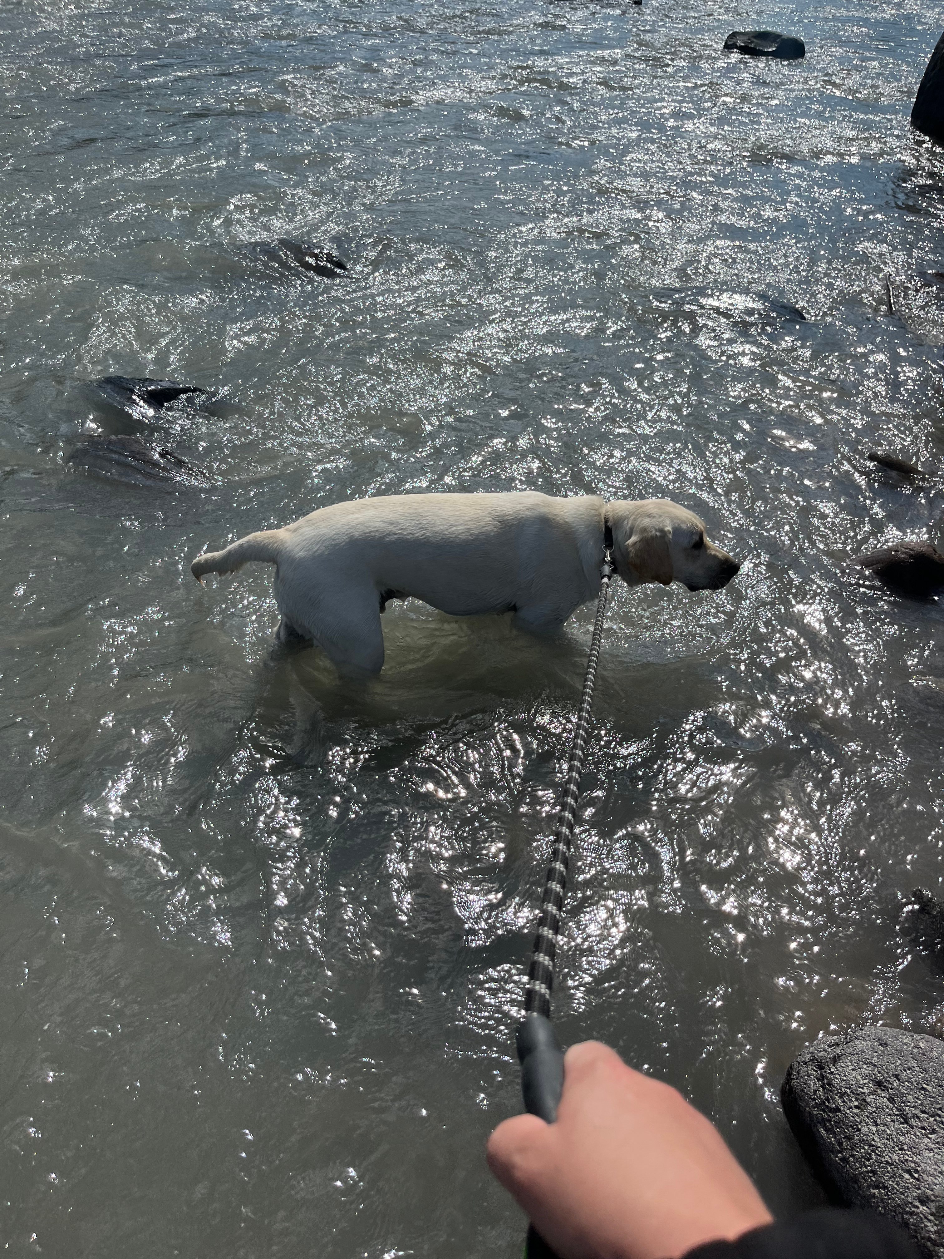 They welcome dogs and our puppy had a blast!