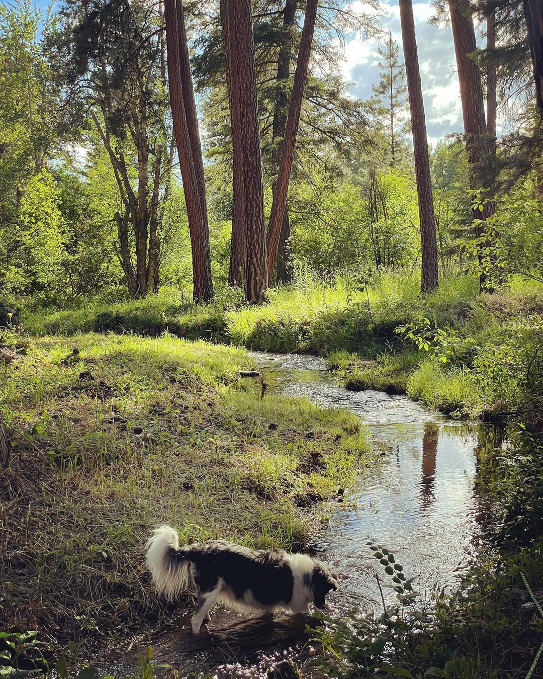 The Holmestead Cabin