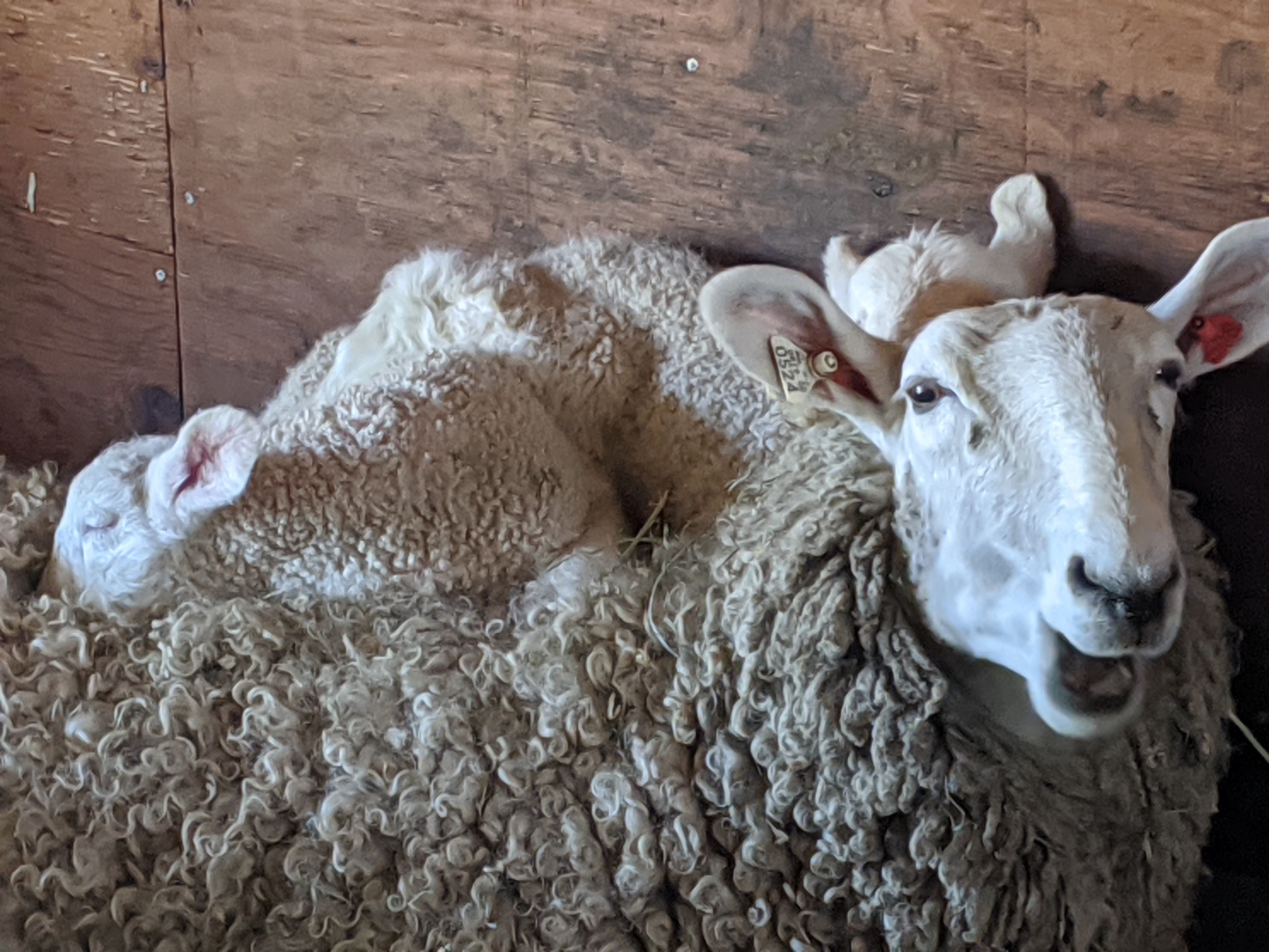 Laverne and her lambs.