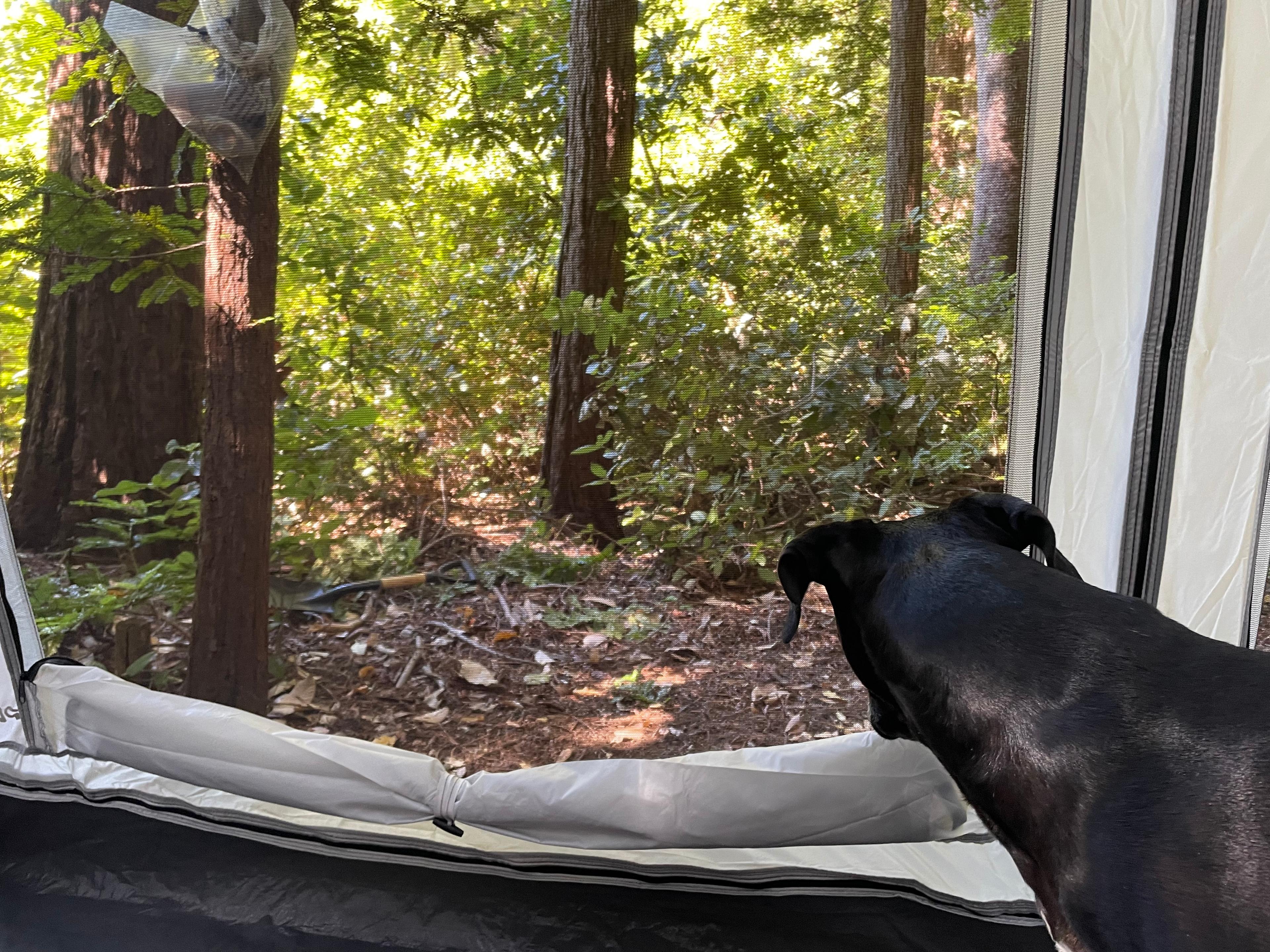 Redwood Paradise Camping