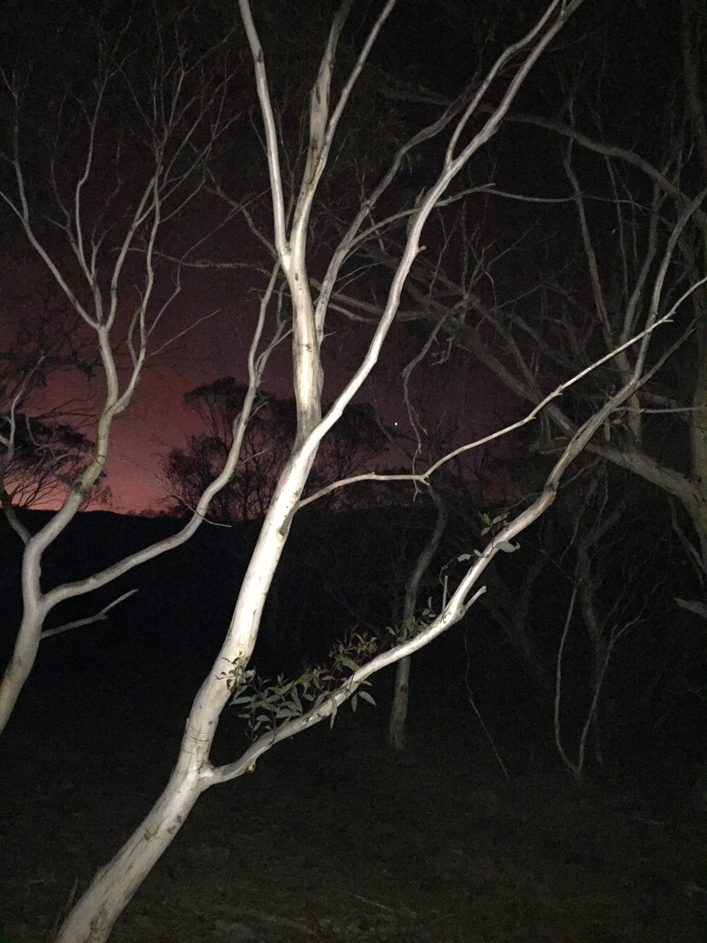 Ghostwood