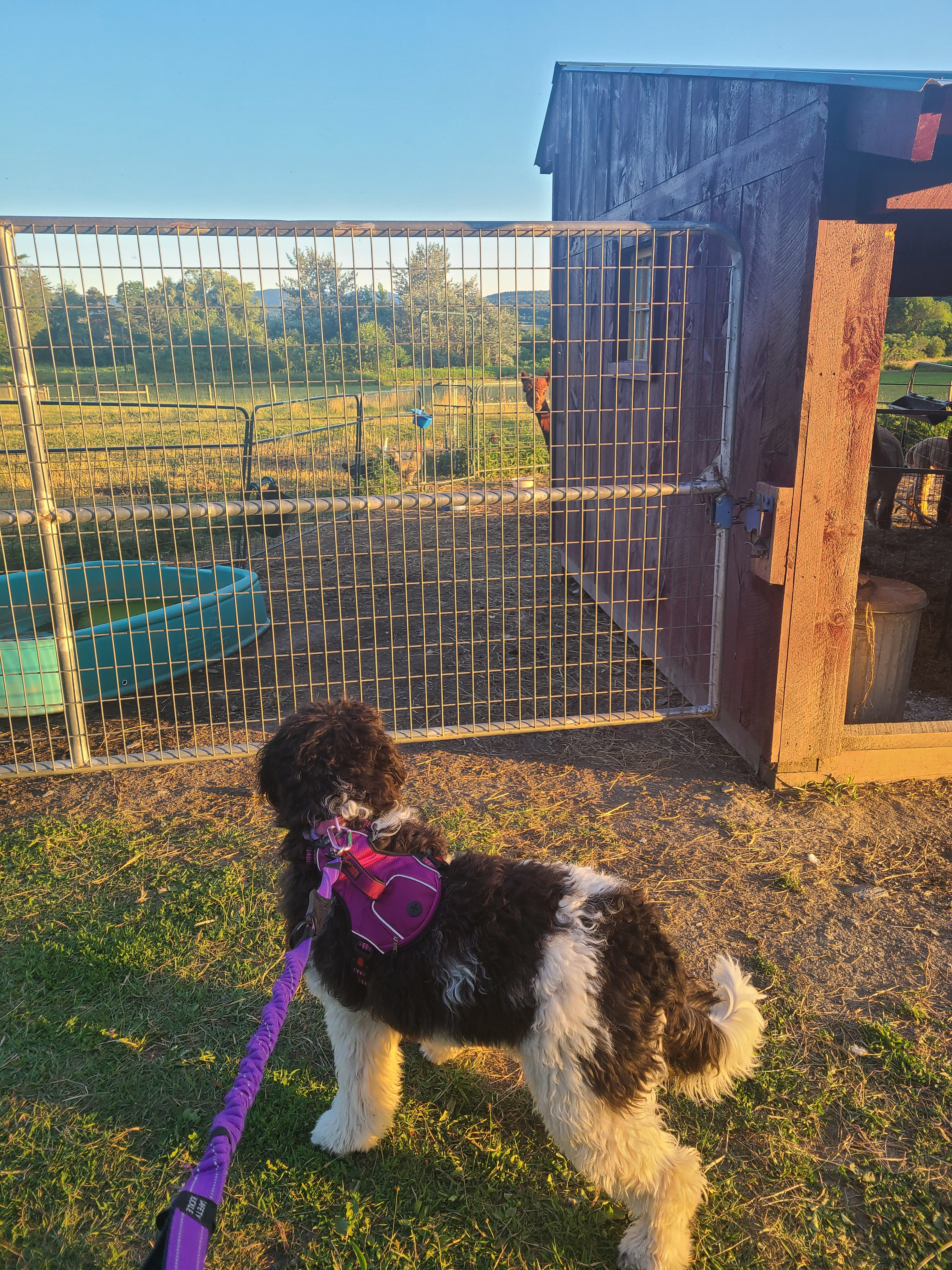 Dickensen Farm: Cabins & Camping