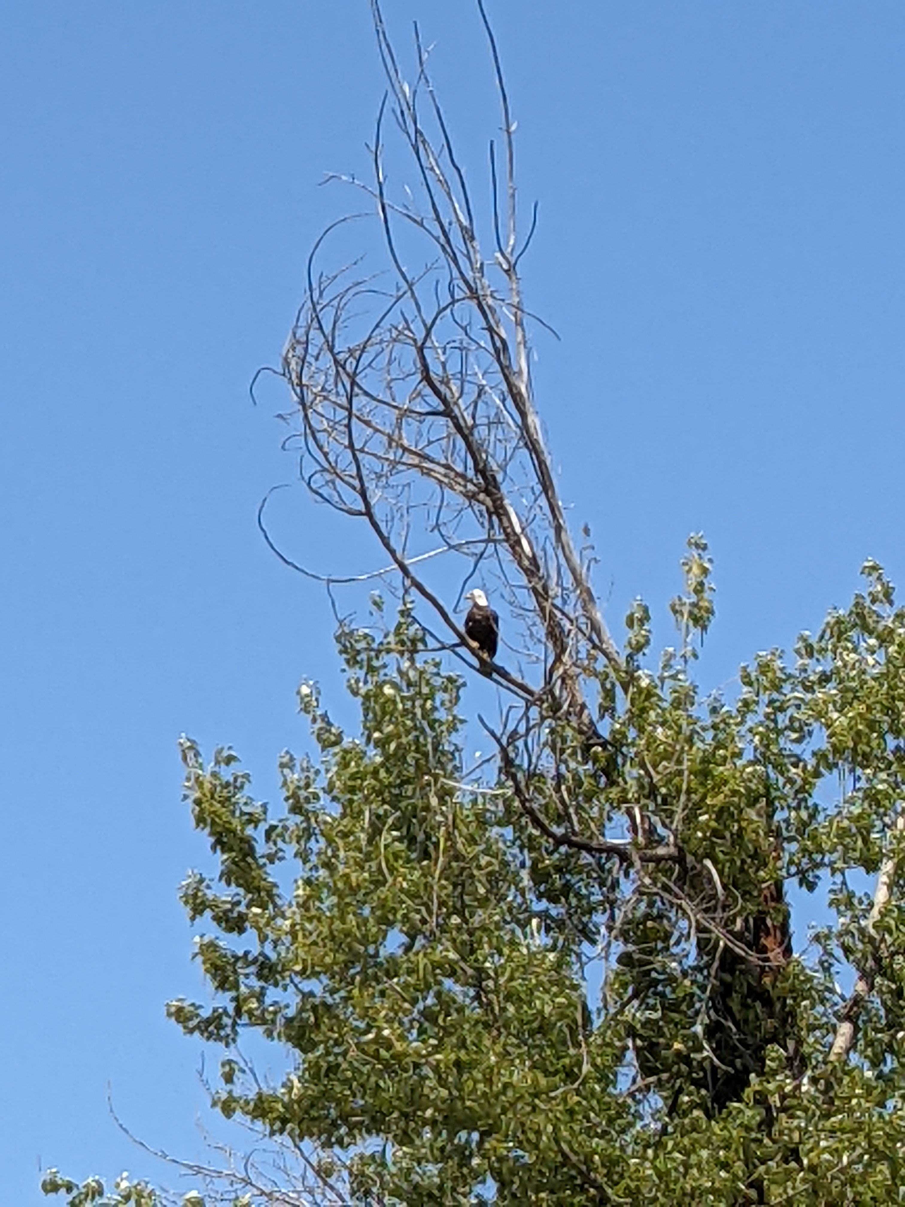 Bald Eagle