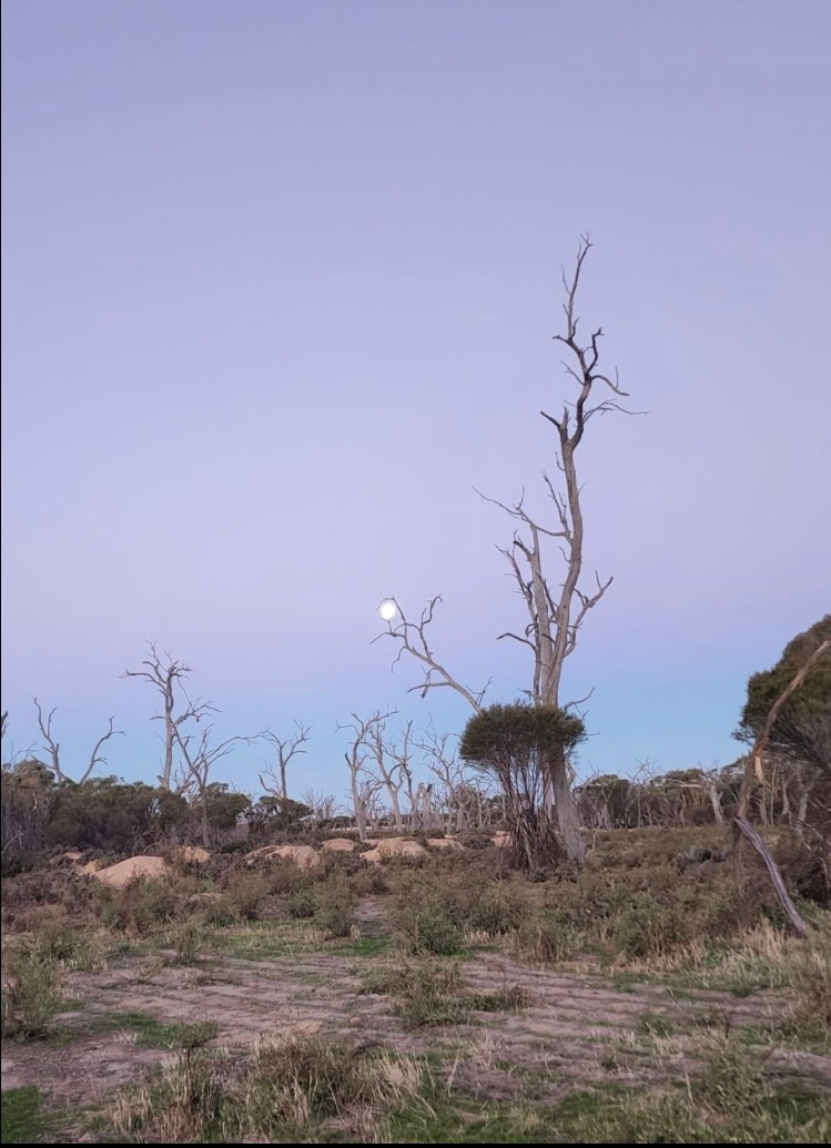 FULL MOON 
Captured through the old trees 
From site (1)