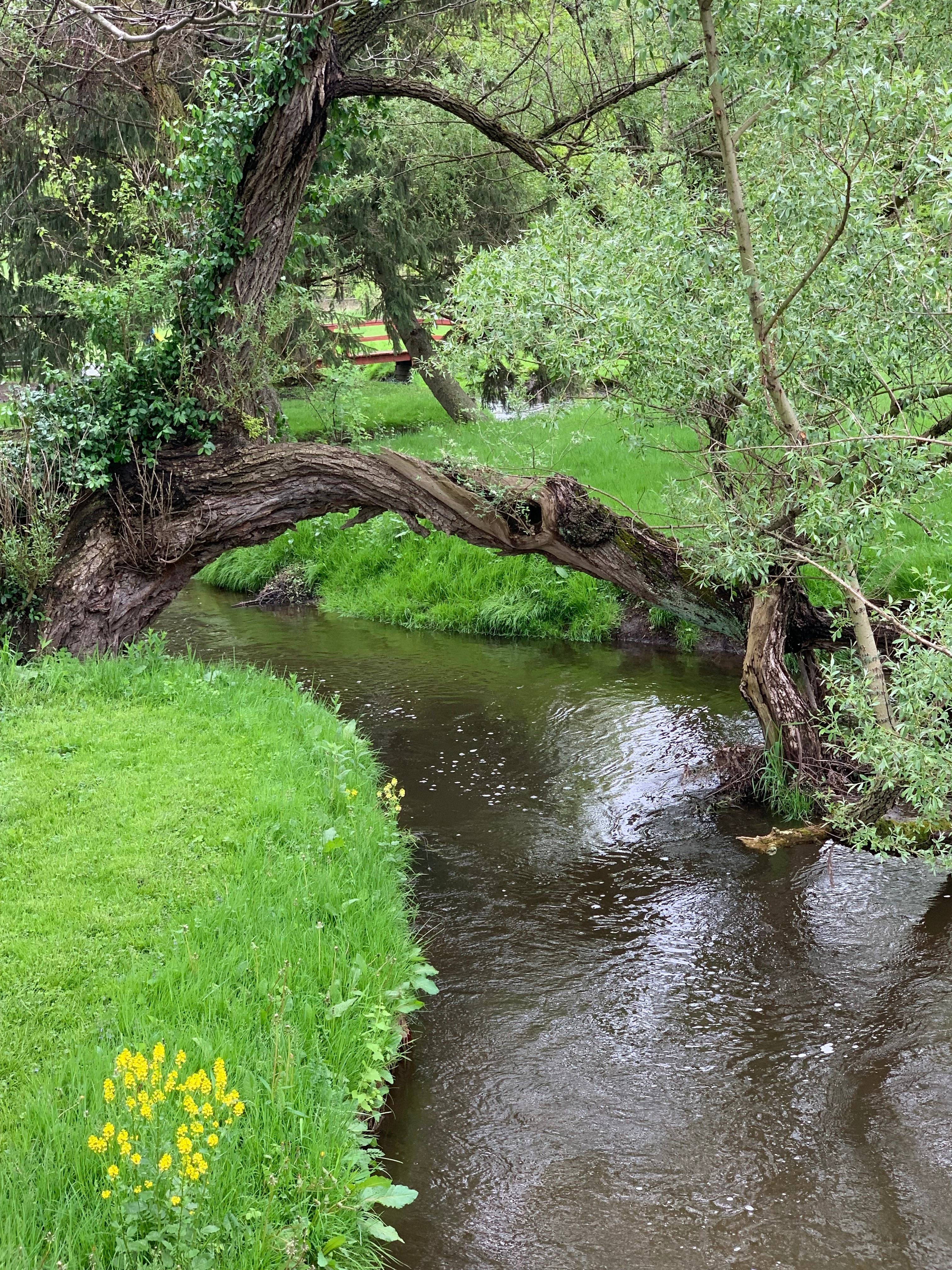 Beautiful Tuscazares River  