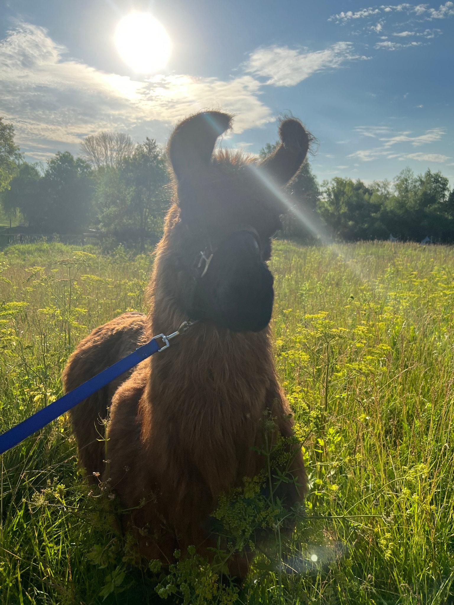 Windy Goat Acres