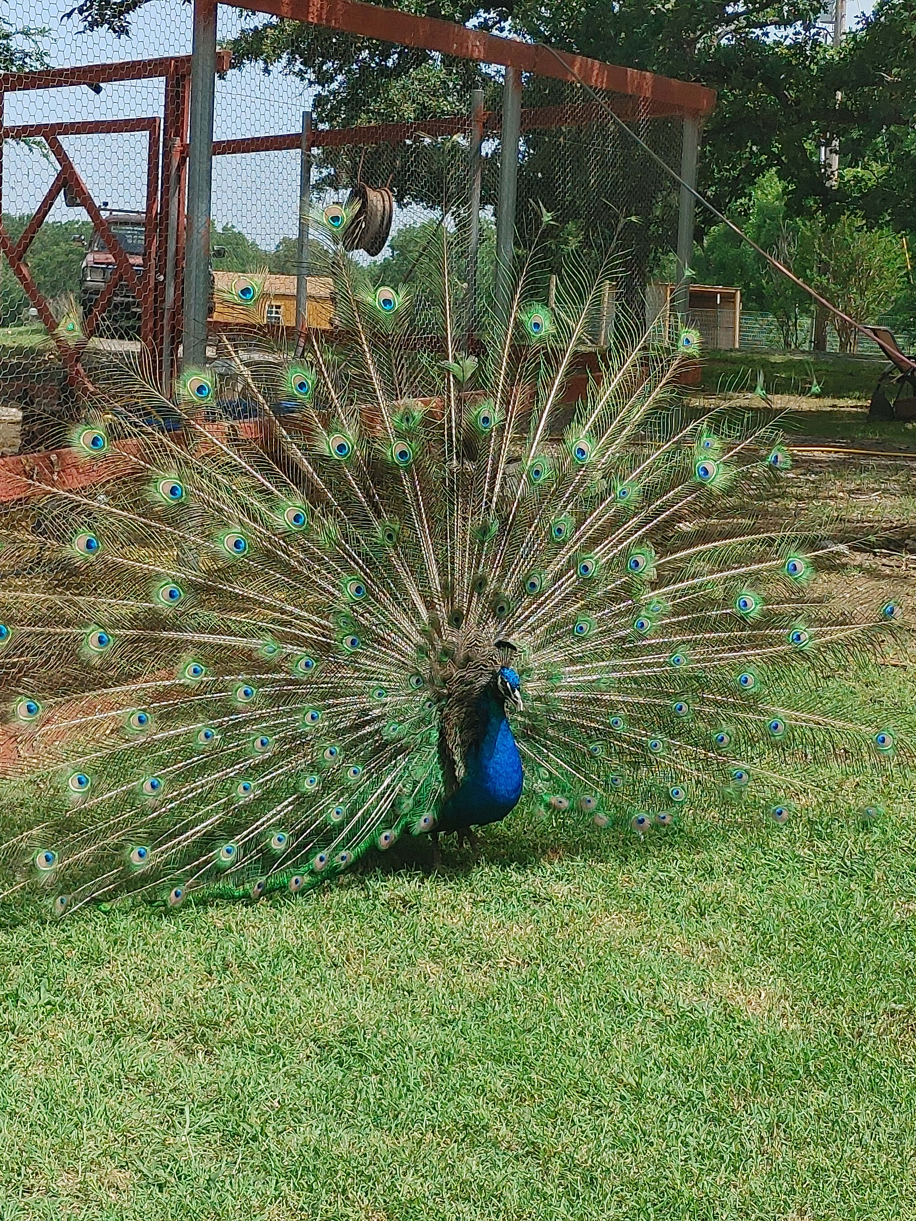 Mana Farm Davis