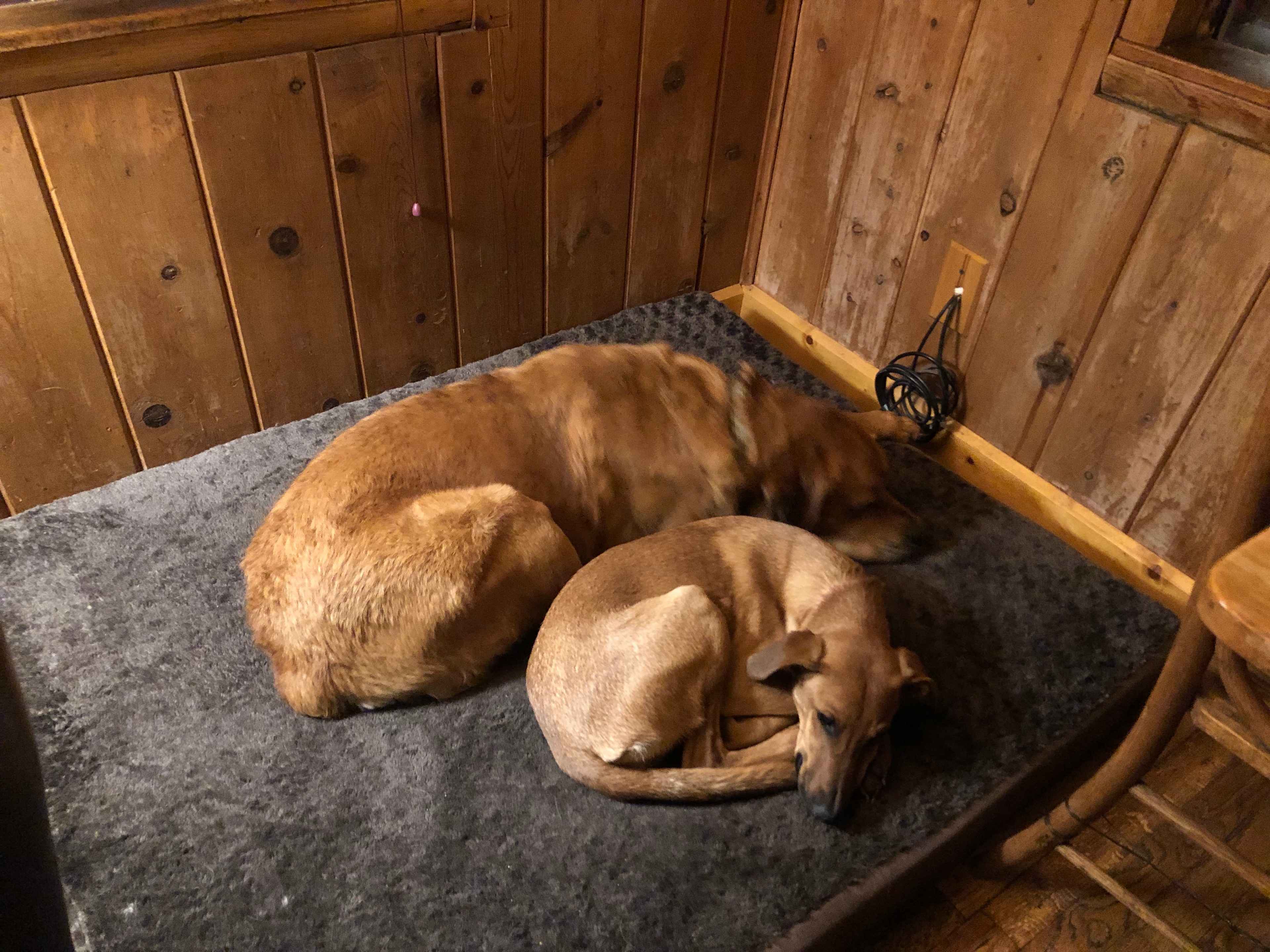 Snuggling puppies 