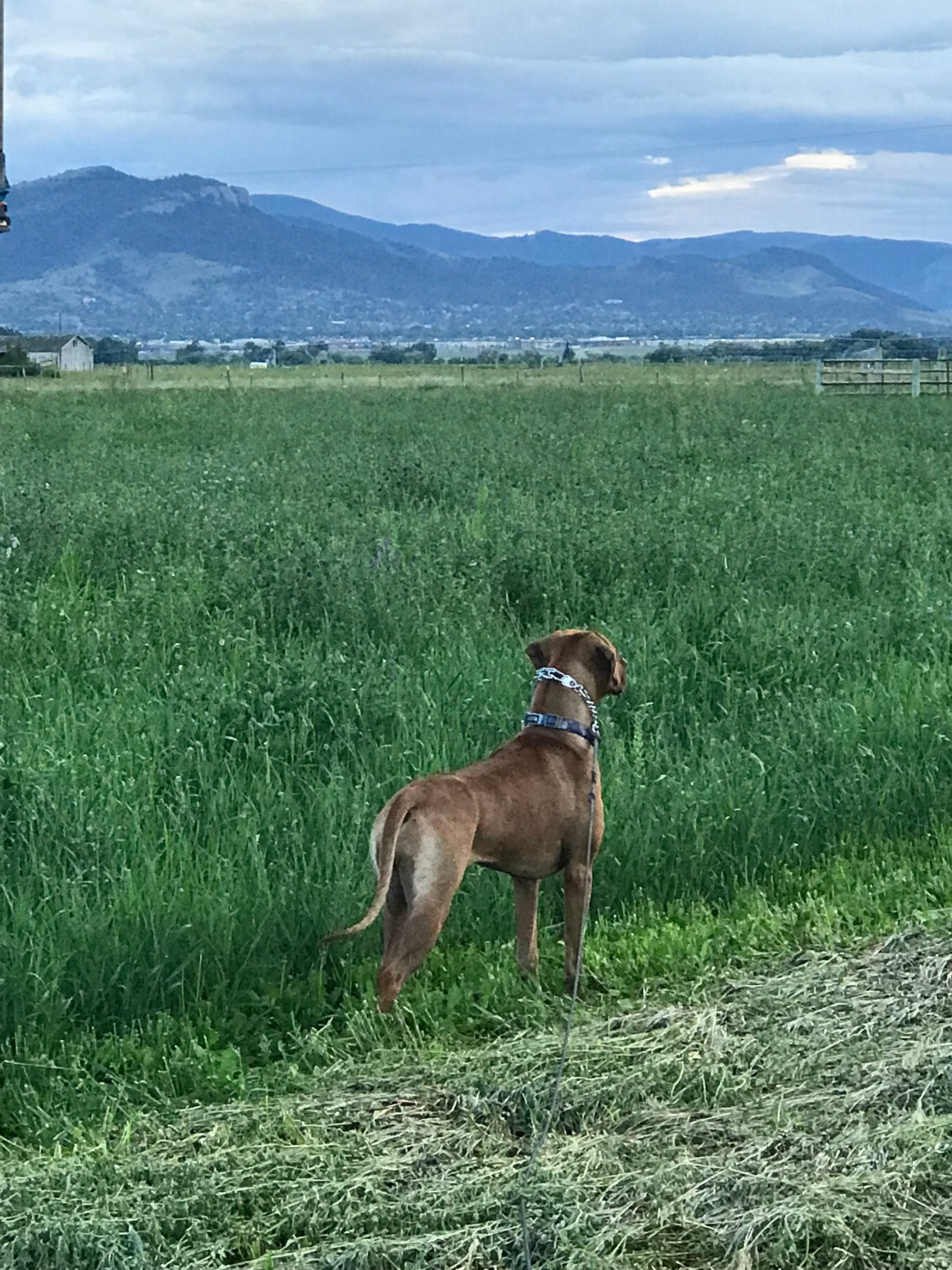 Farm Land Escape 