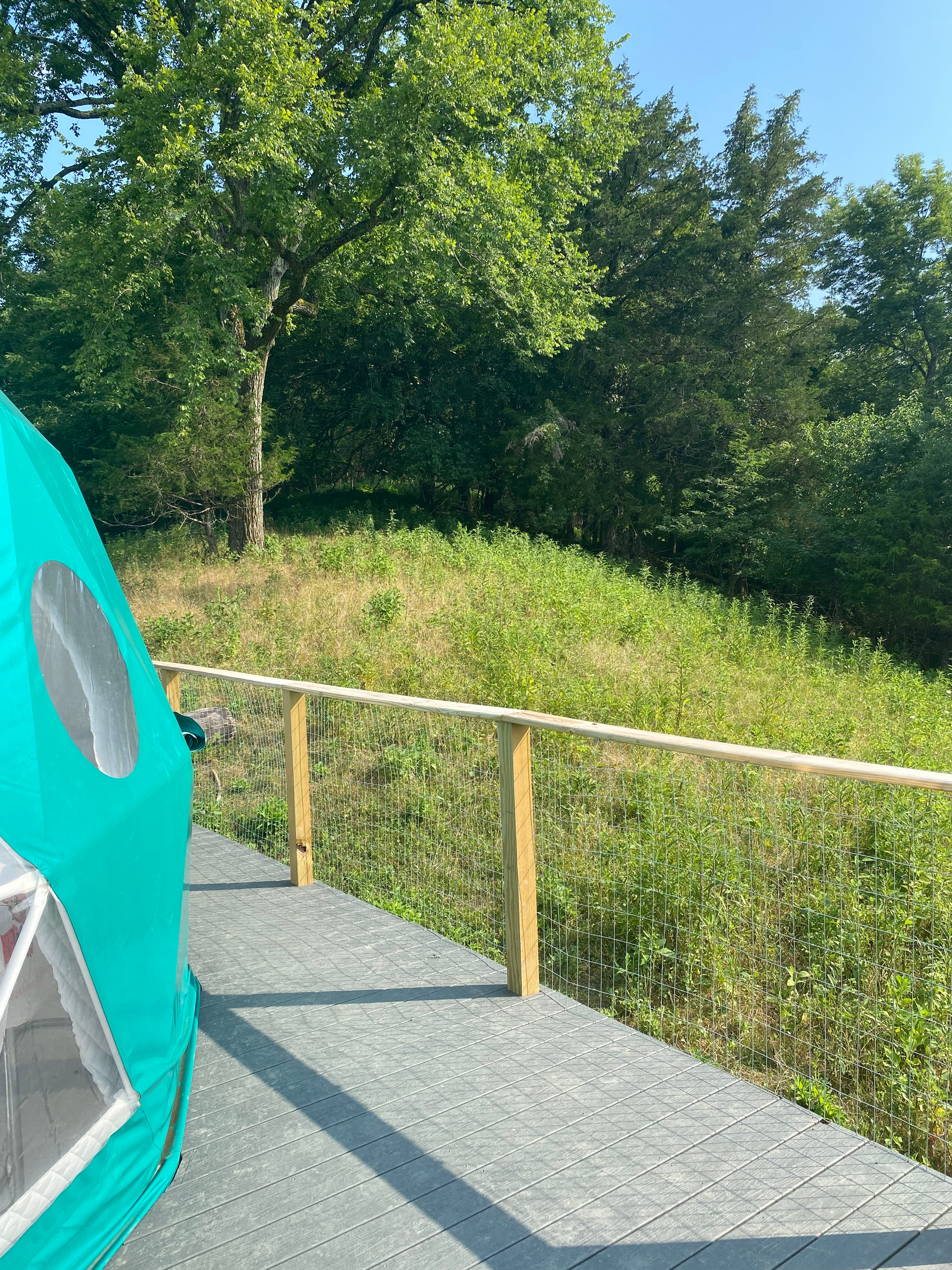 Woods behind the dome 