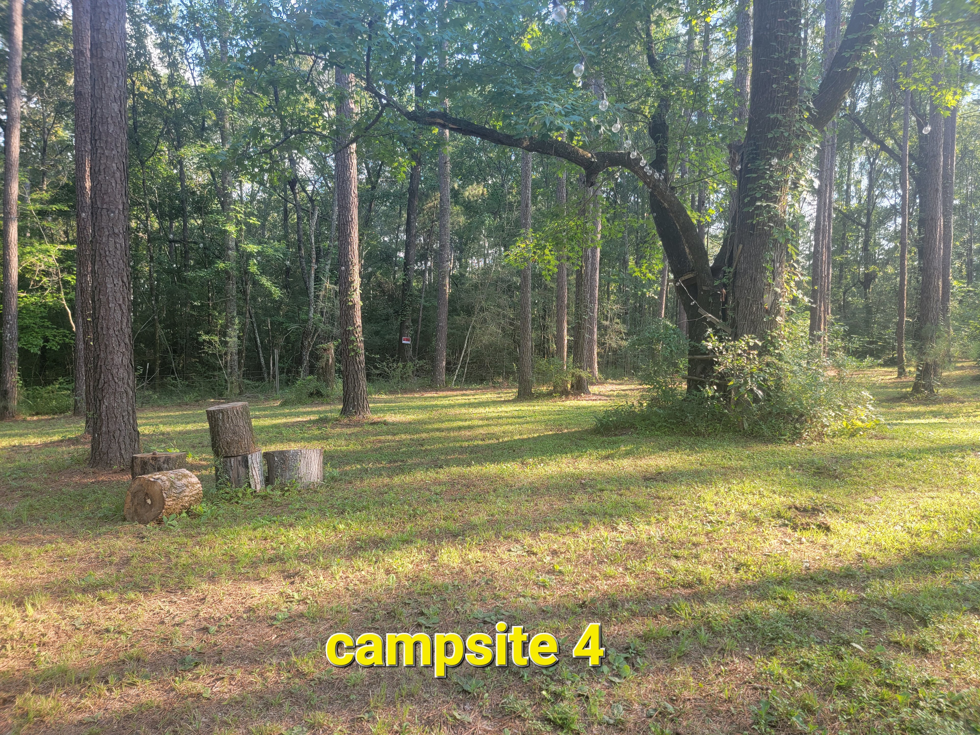 Missihippie Camping and Berries