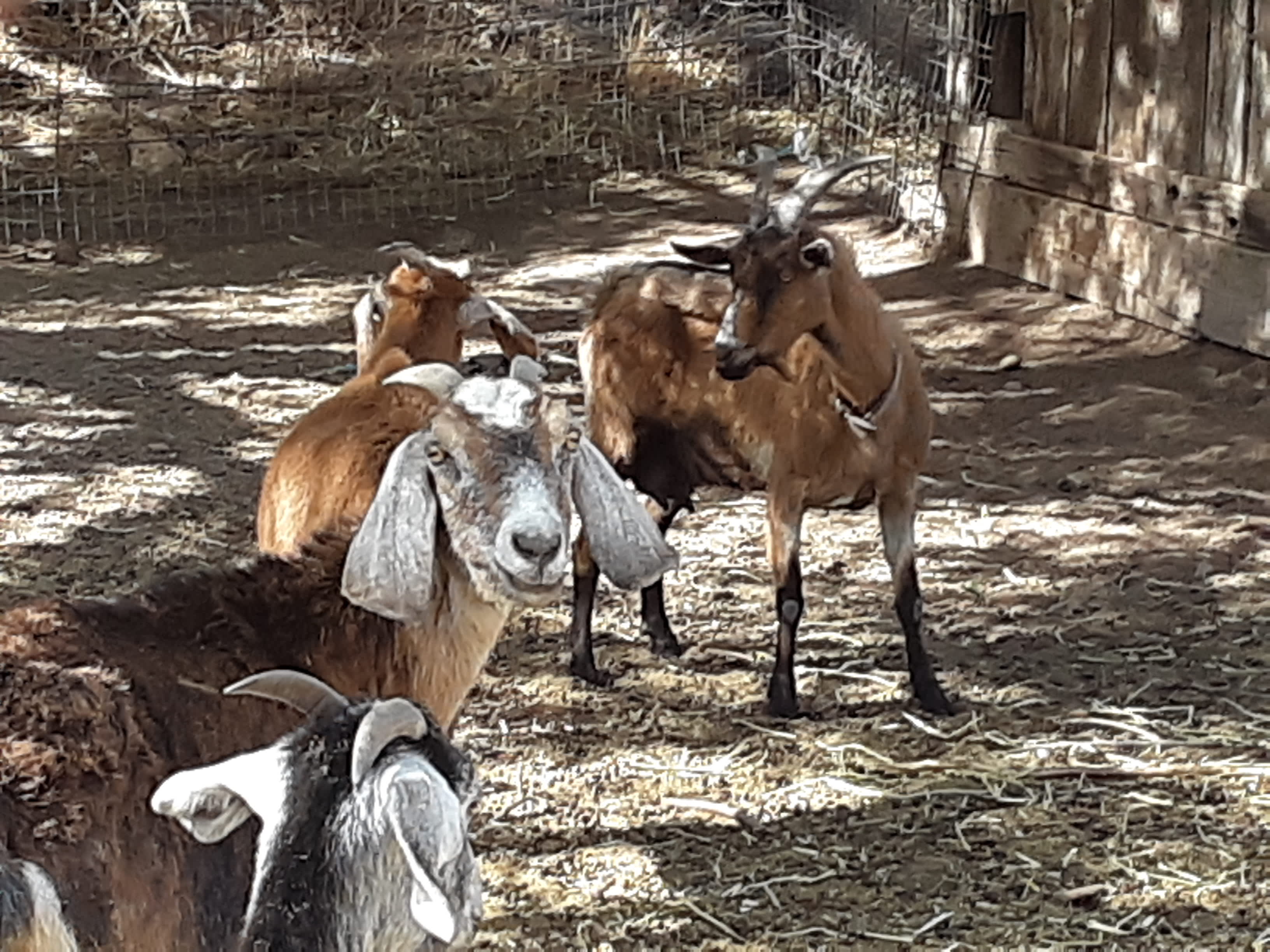 some of the neighbors