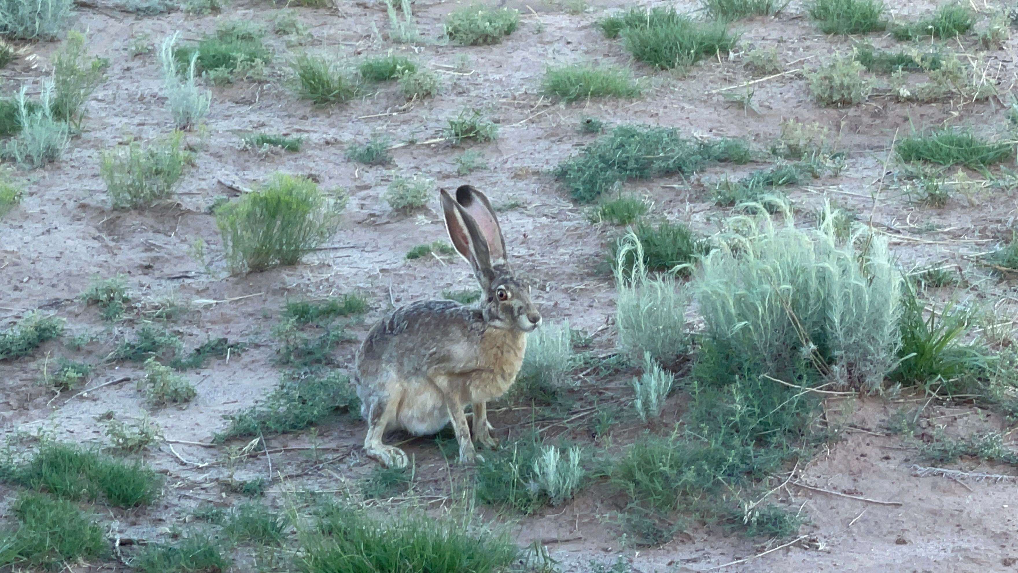 Boondocks Arizona Ranch (BAR) NE AZ