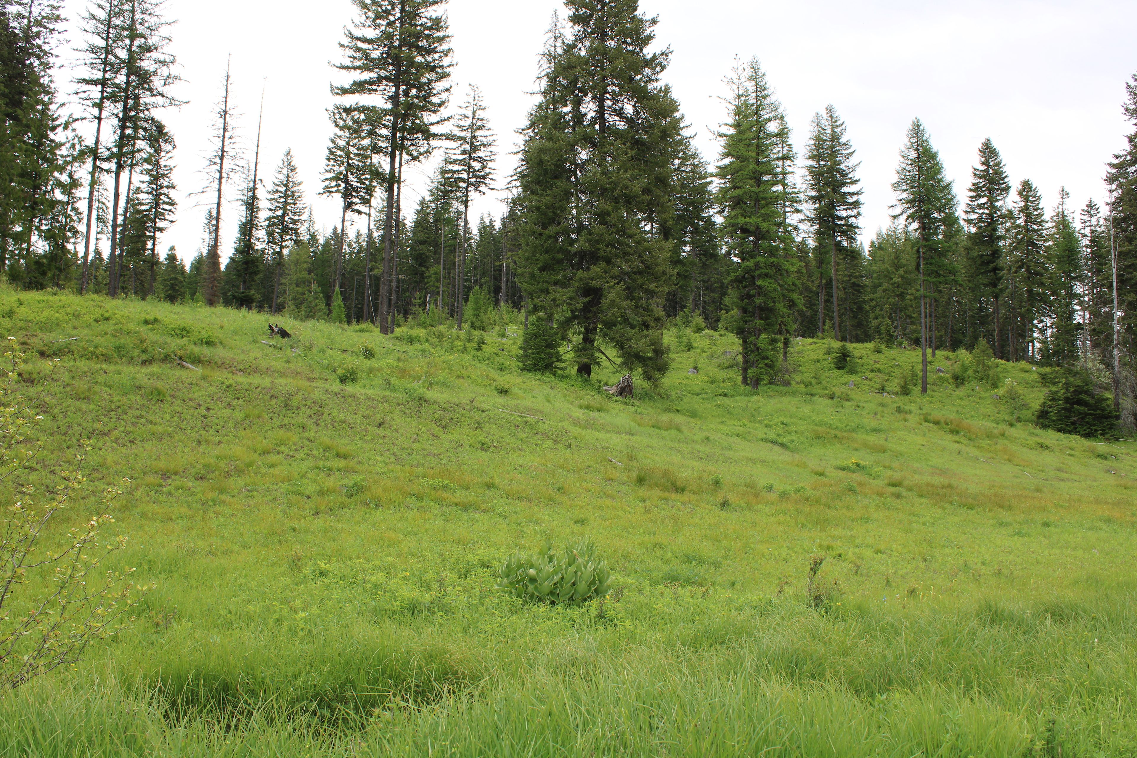 Upper Meadow 
