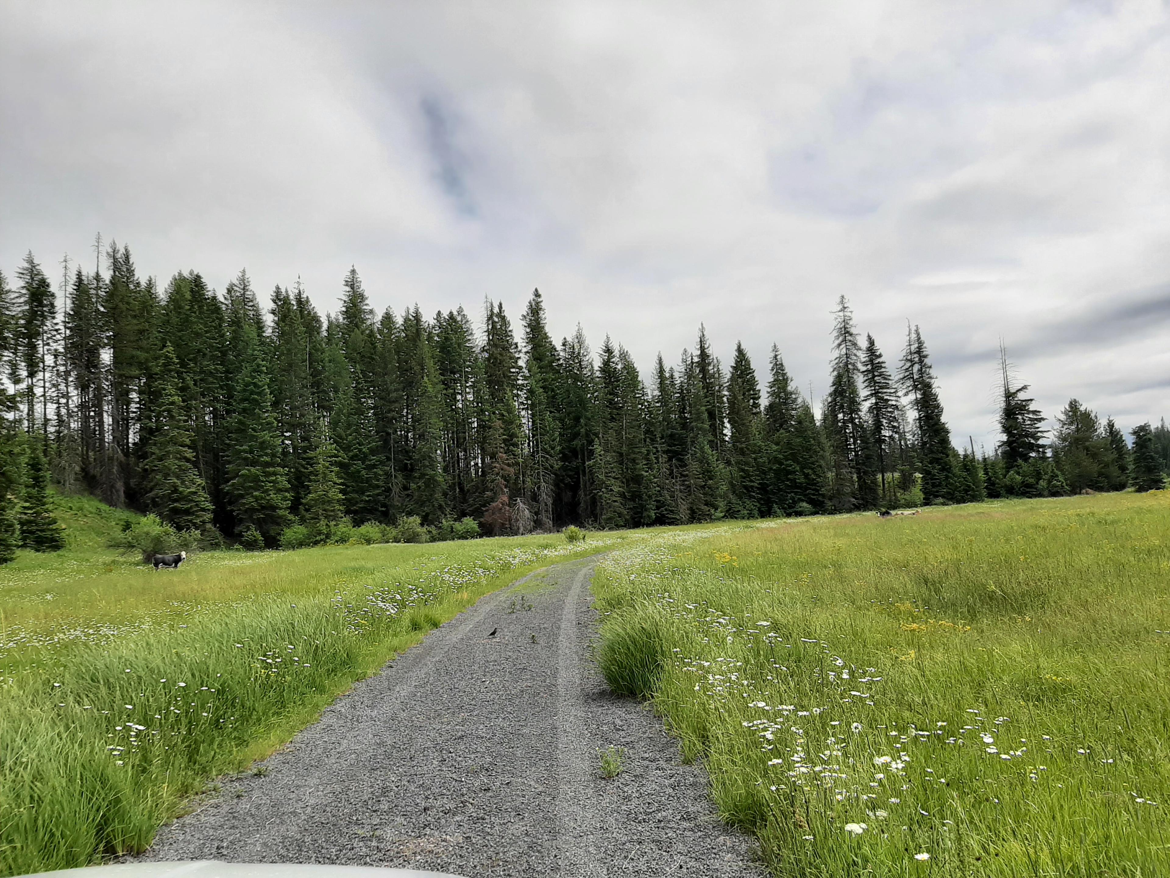 Butterfield Meadows road