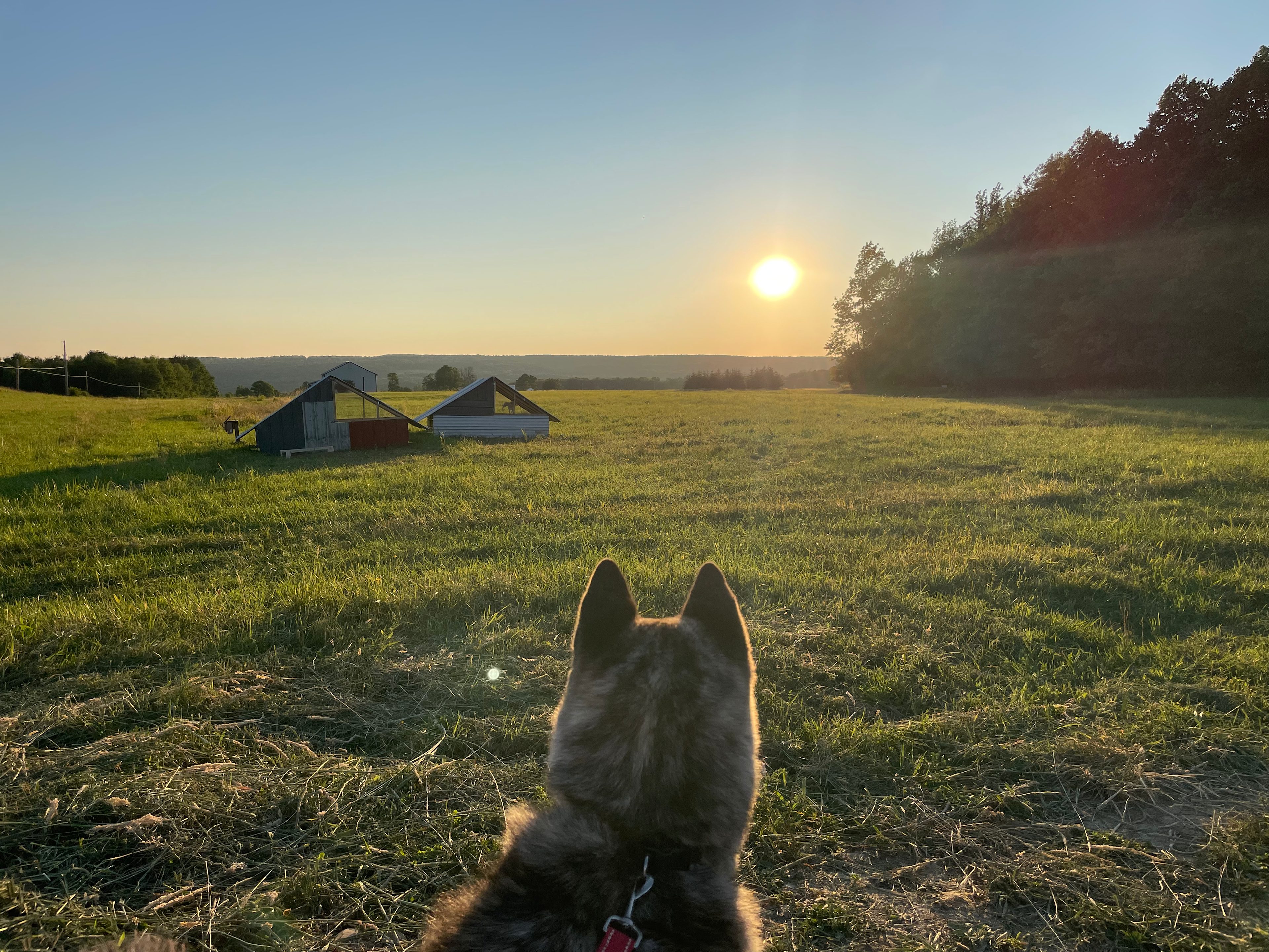 Forrest For The Trees Camp