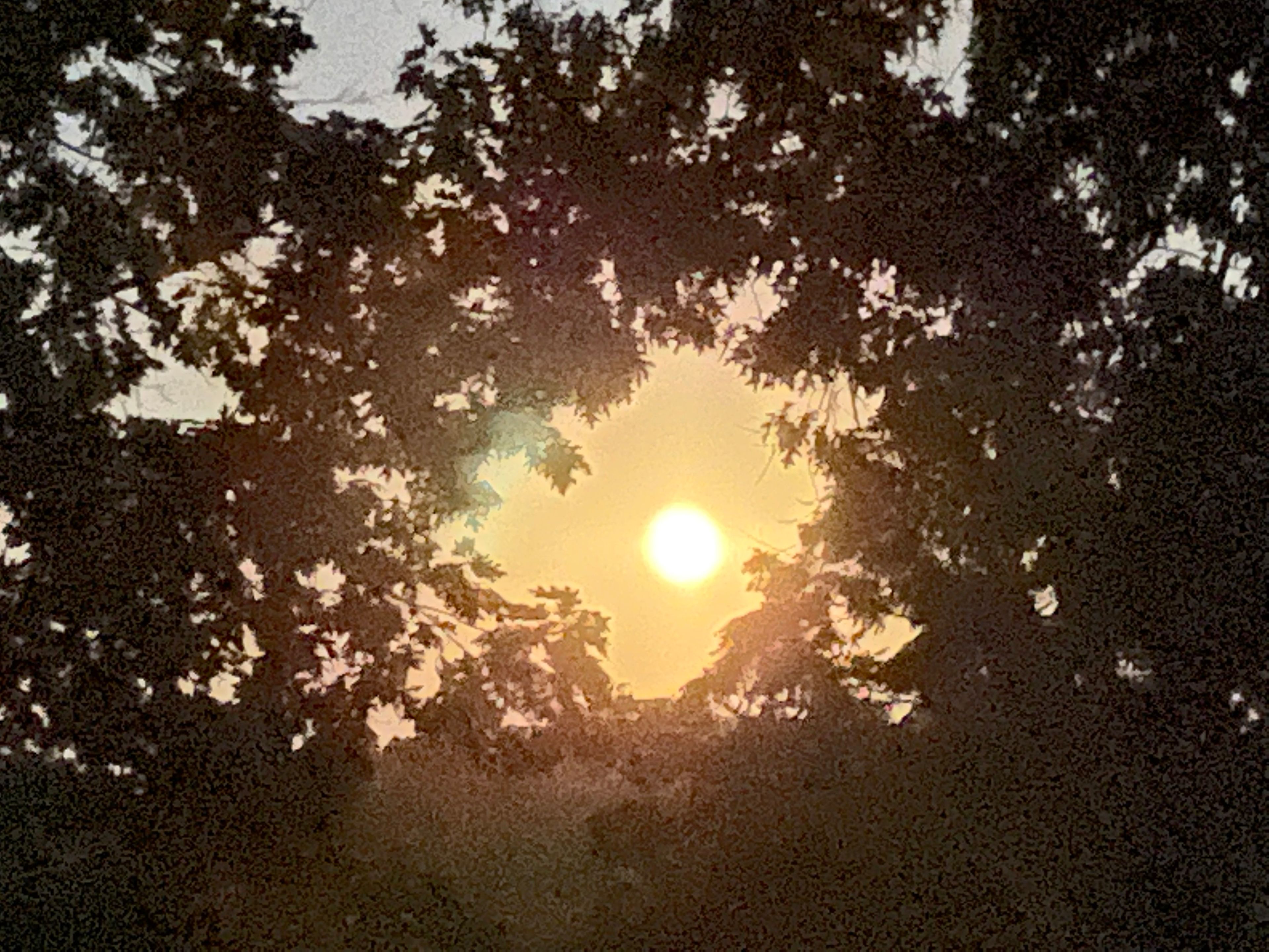 Staring at the moonlight