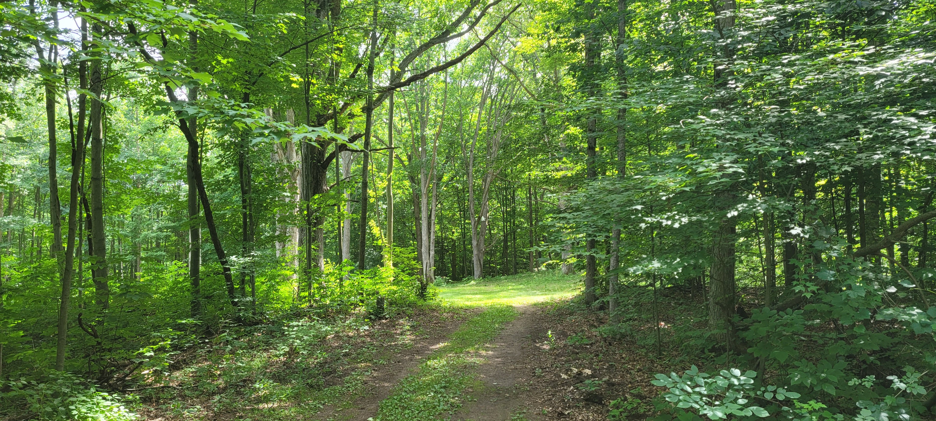 6+ Acre Rustic Forest Camp