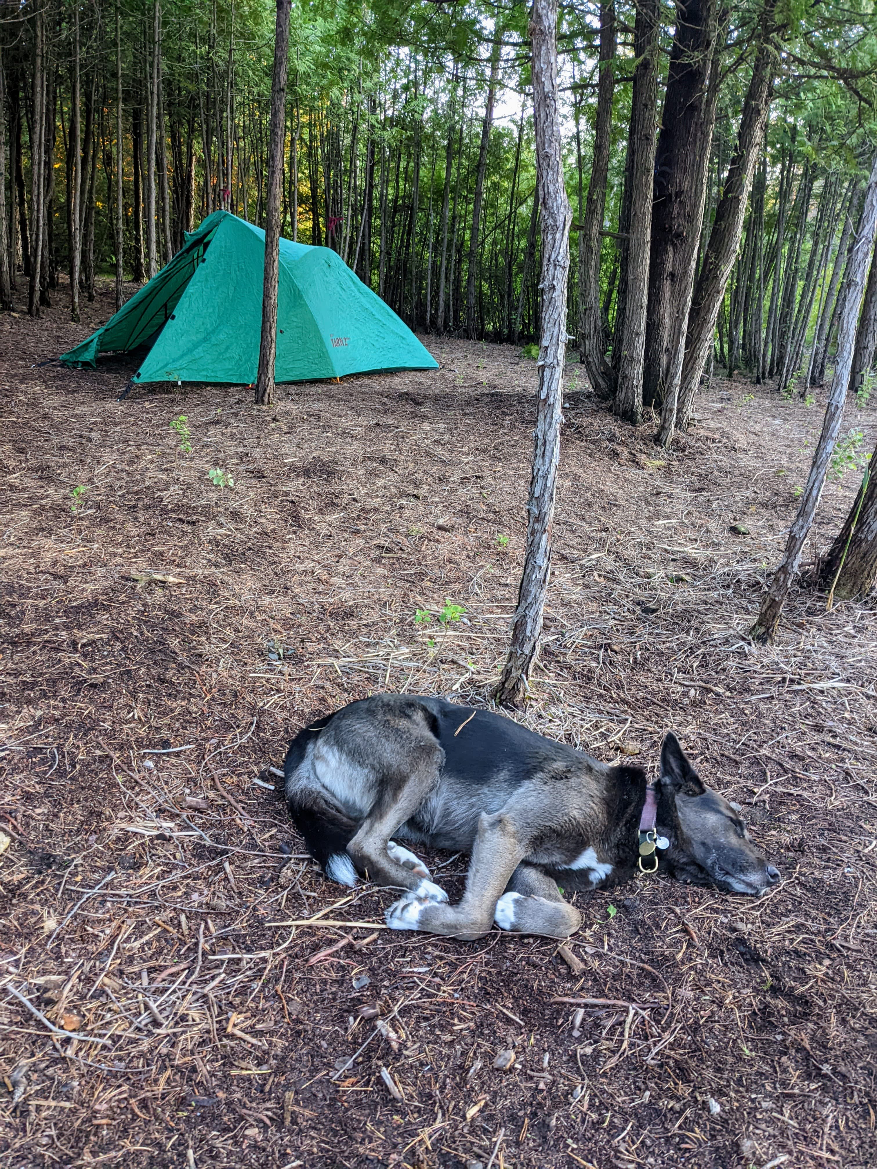 A tired dog is a good dog.