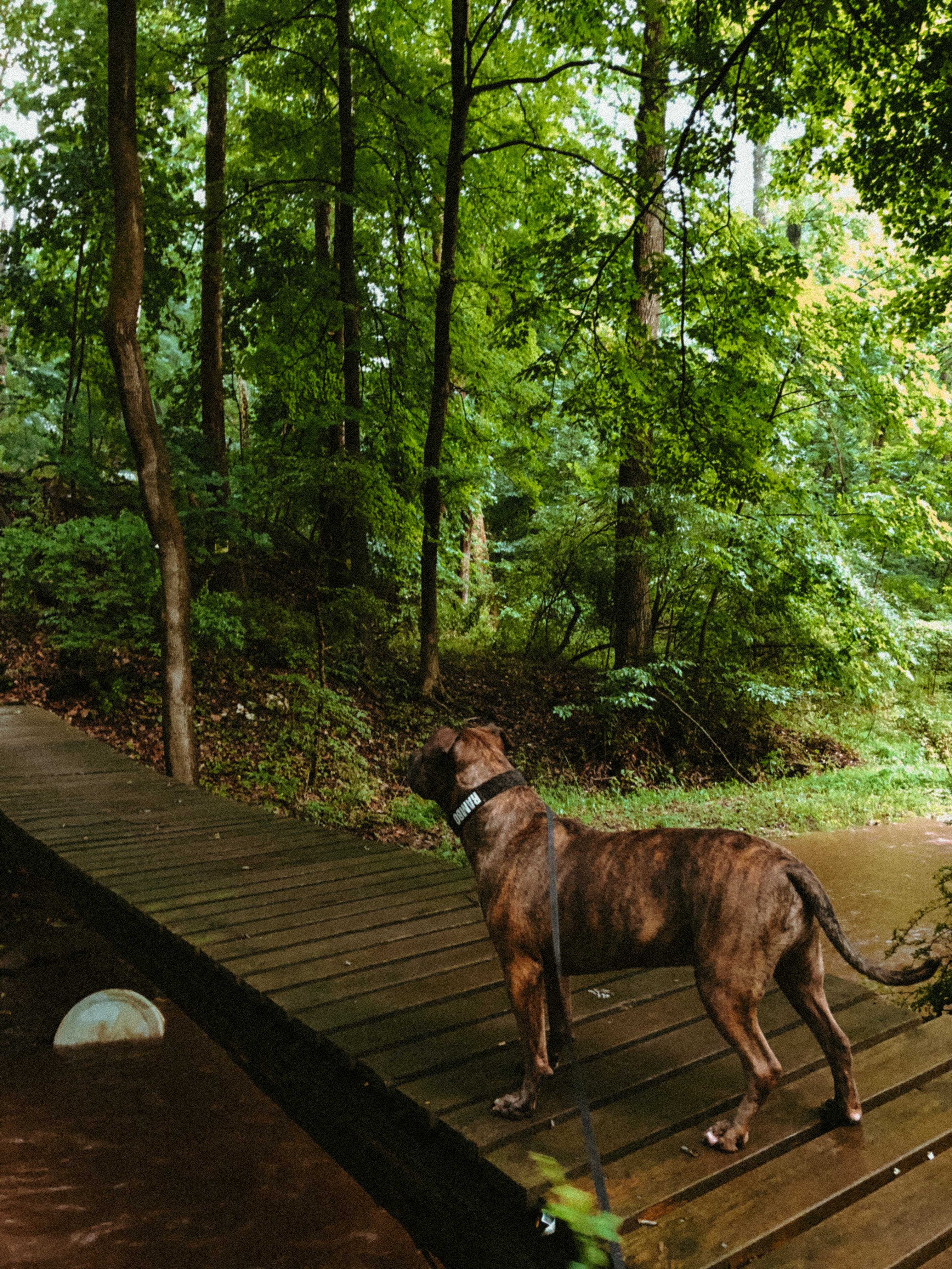 Secluded Creek Side Camping