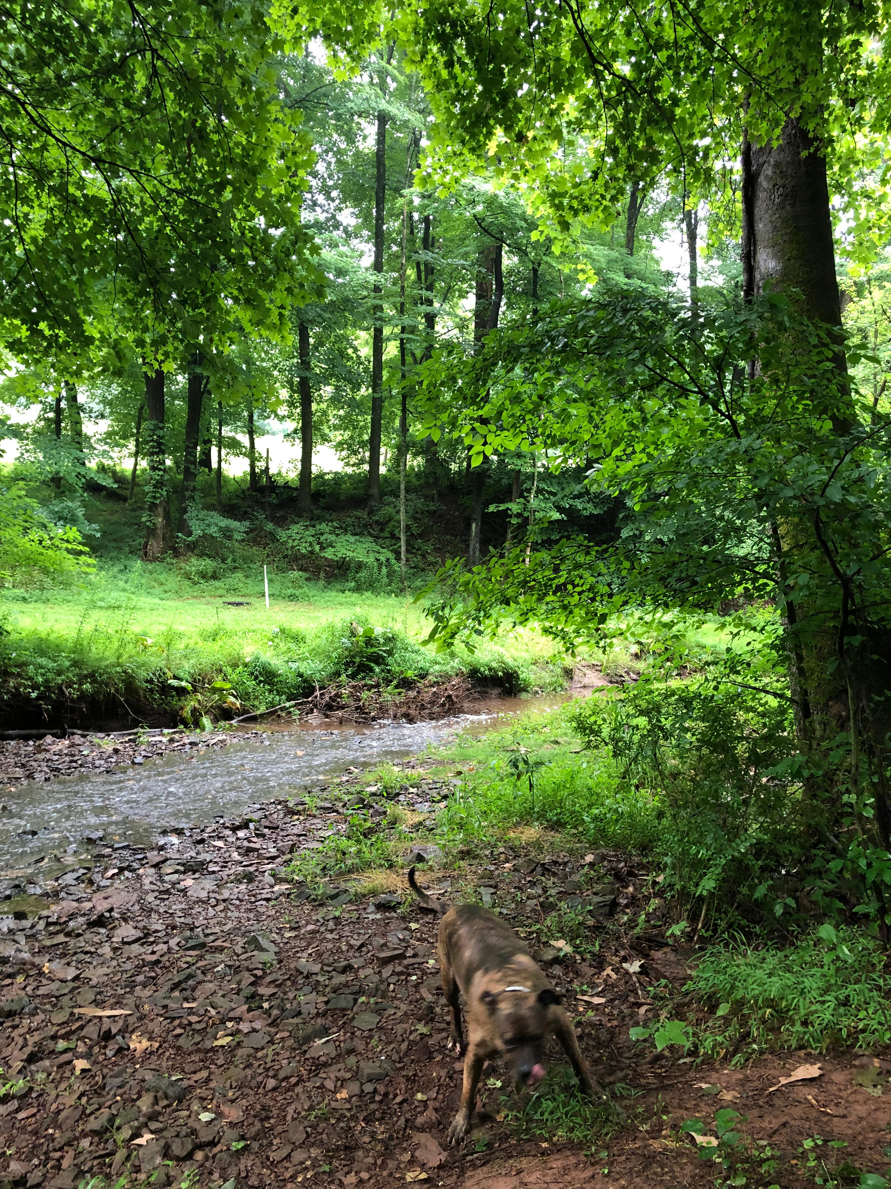 Secluded Creek Side Camping