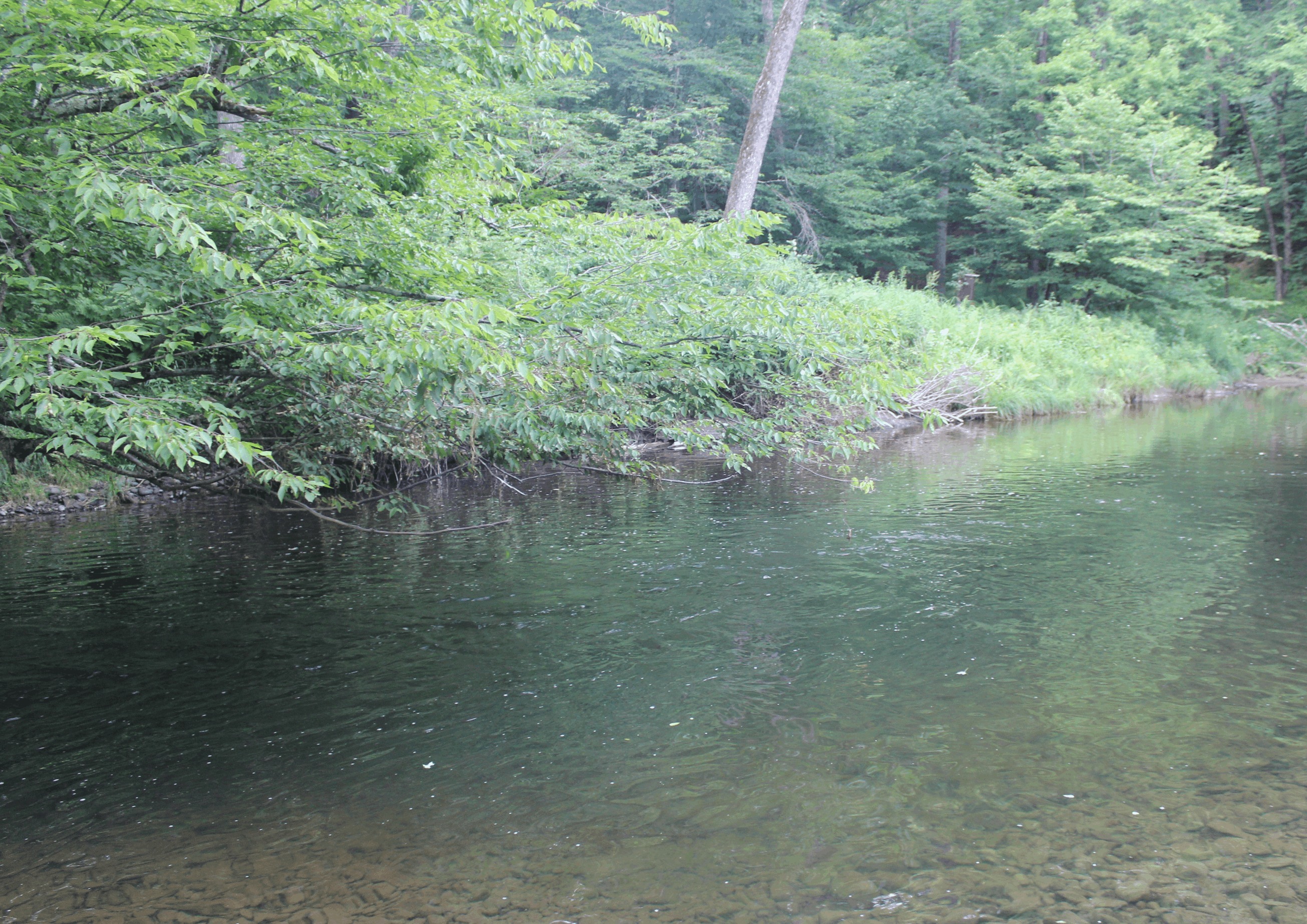 Camping along the Dyberry Creek