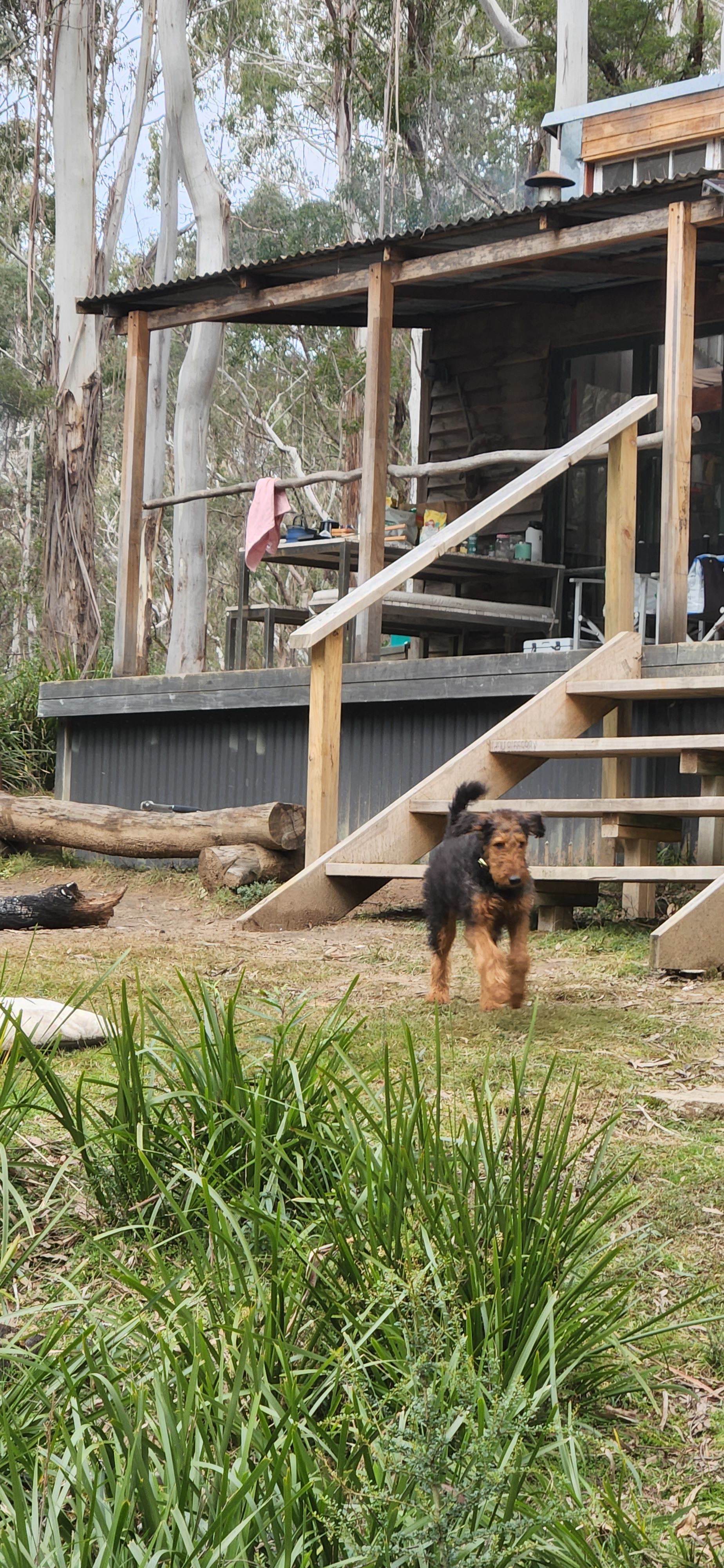 Scribbly Gum secluded bush camping